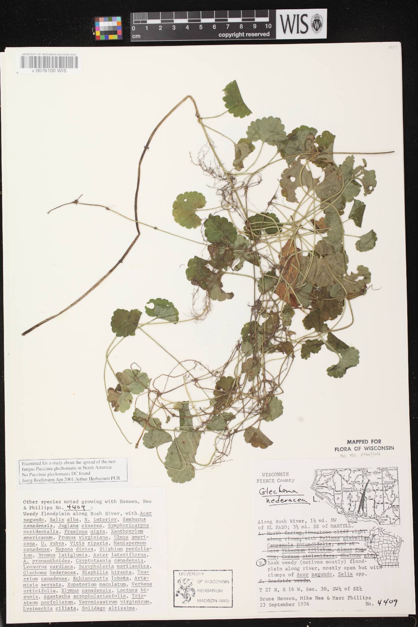Glechoma hederacea image