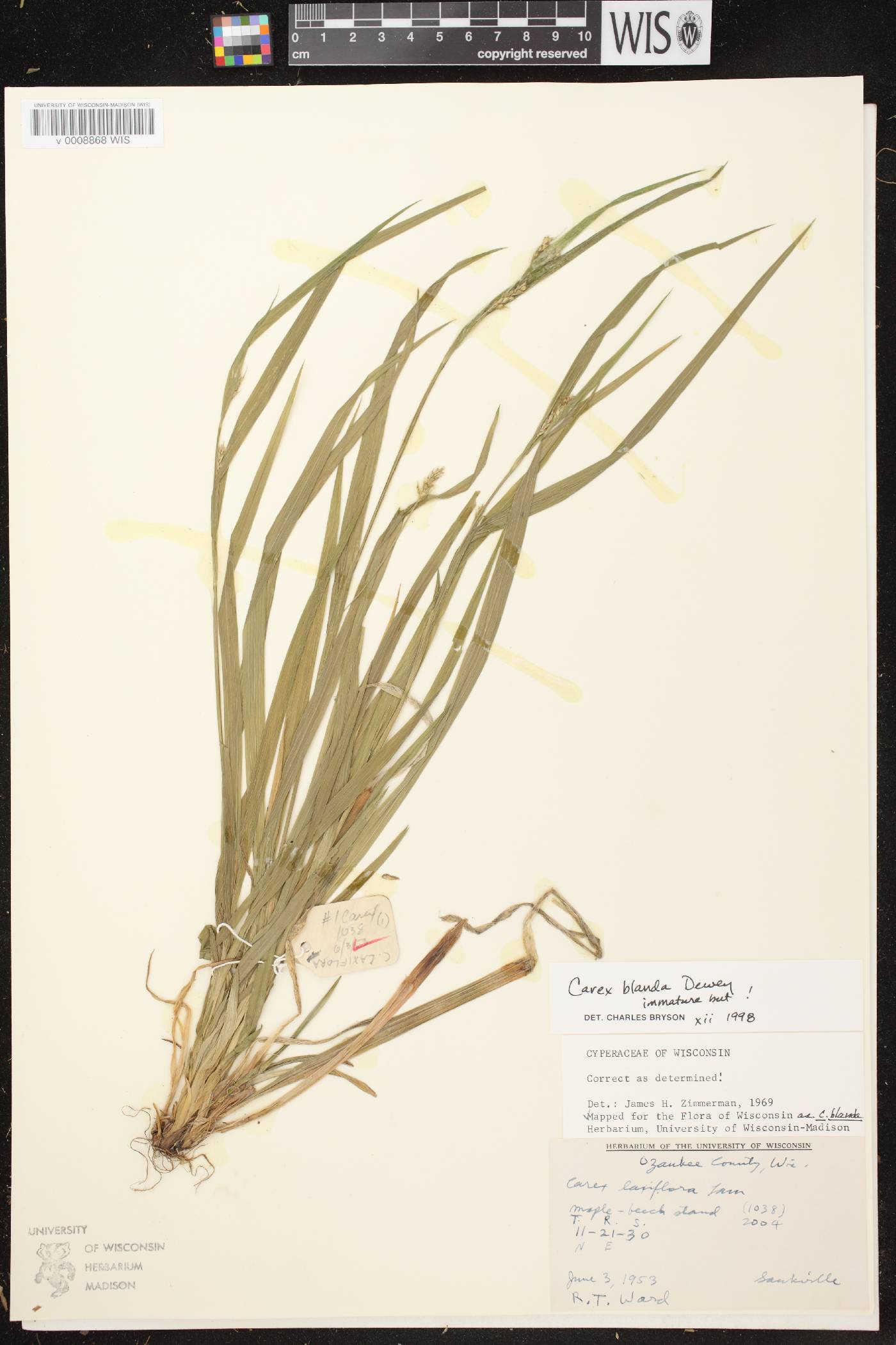 Carex laxiflora image