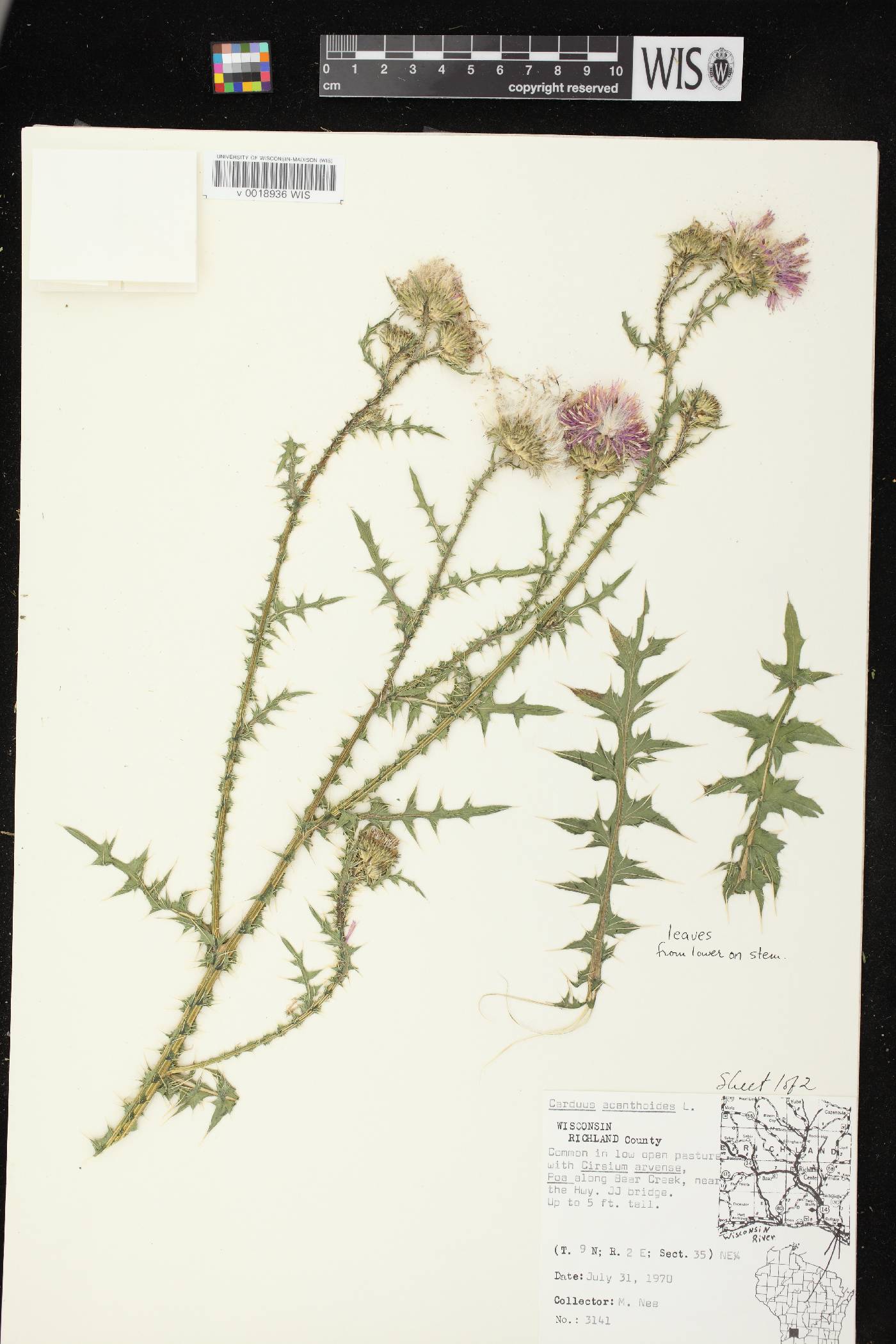 Carduus acanthoides subsp. acanthoides image