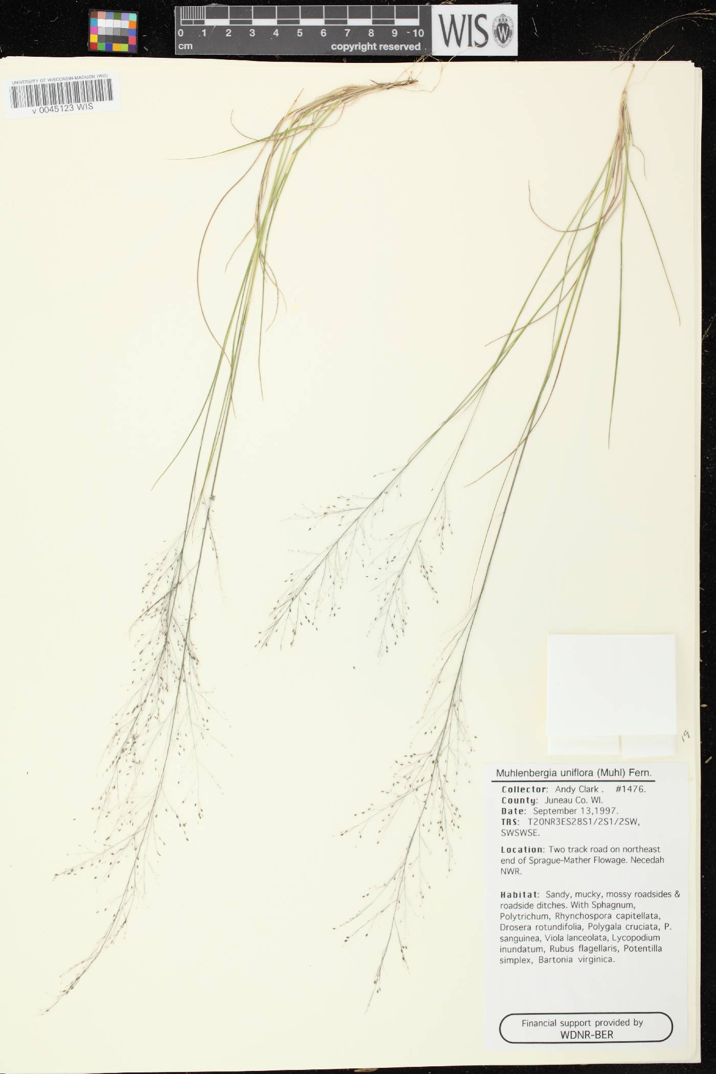Muhlenbergia uniflora image