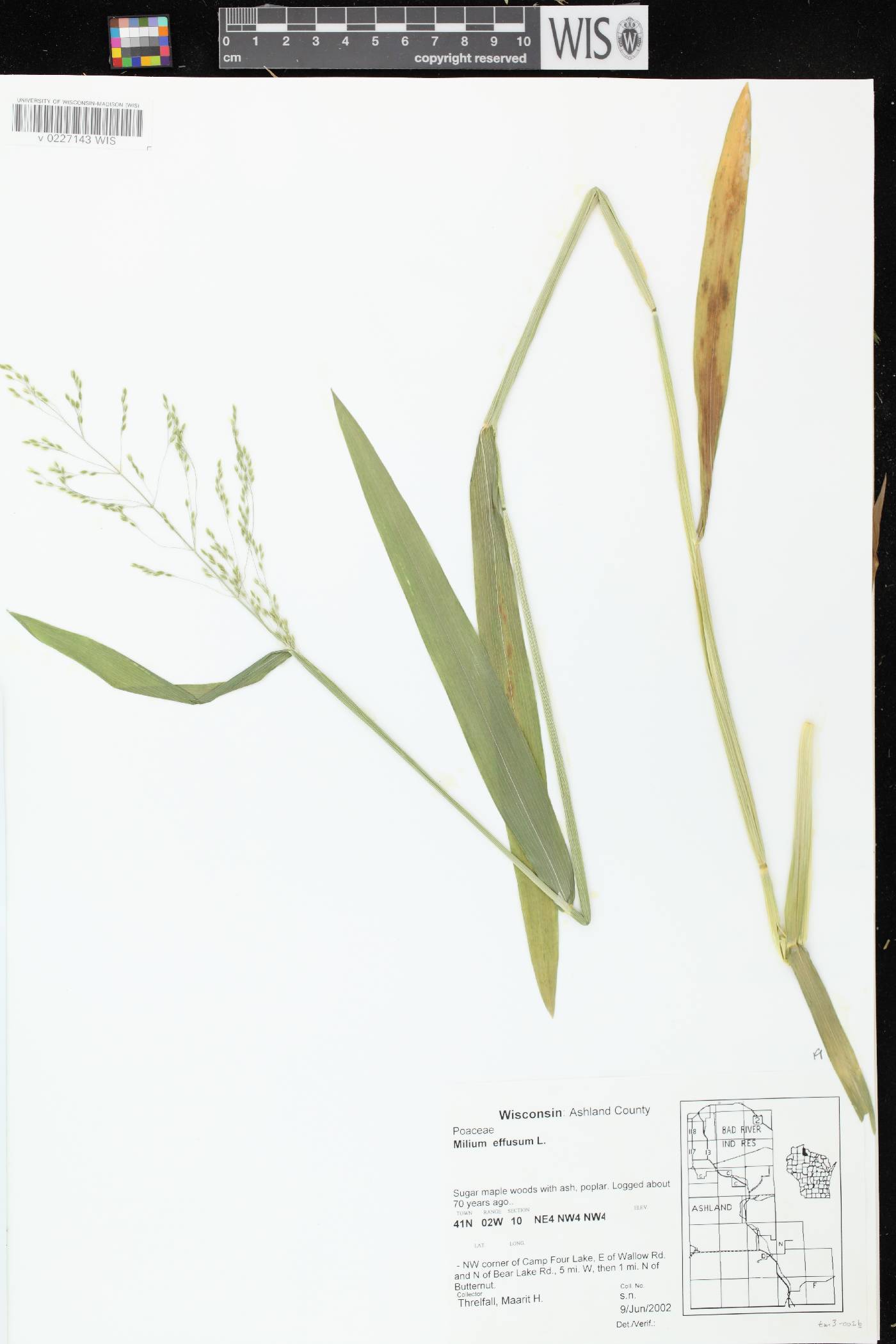 Milium effusum image