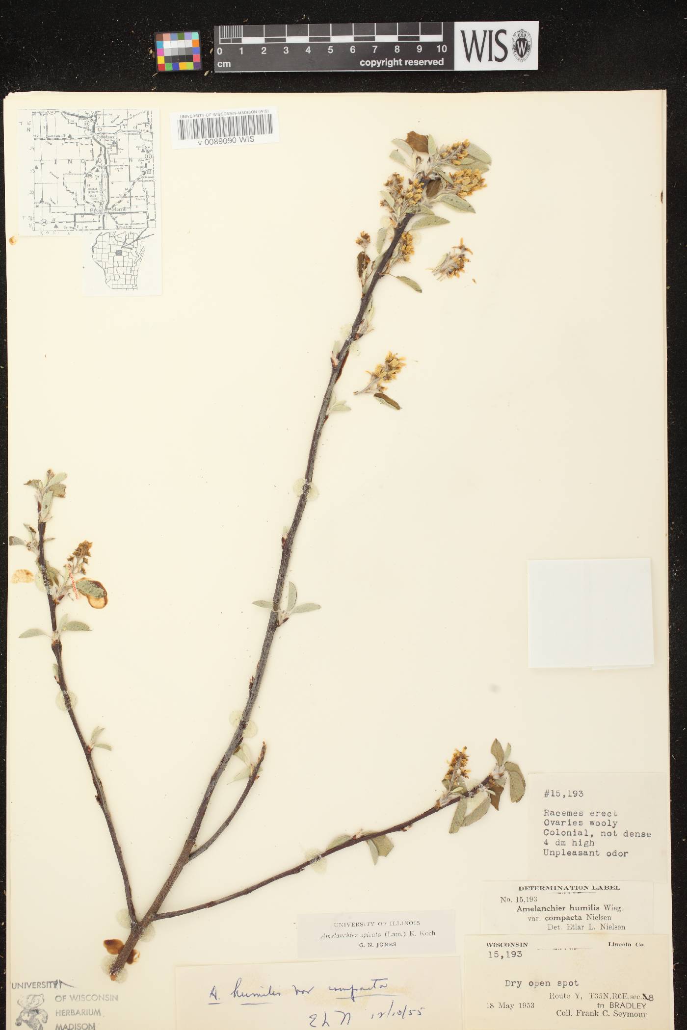 Amelanchier spicata image