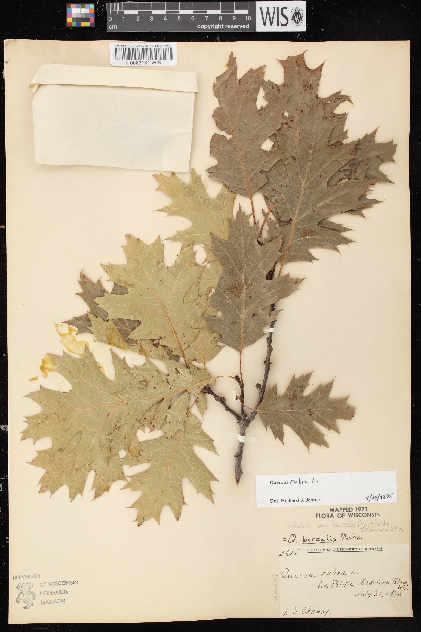 Quercus rubra image