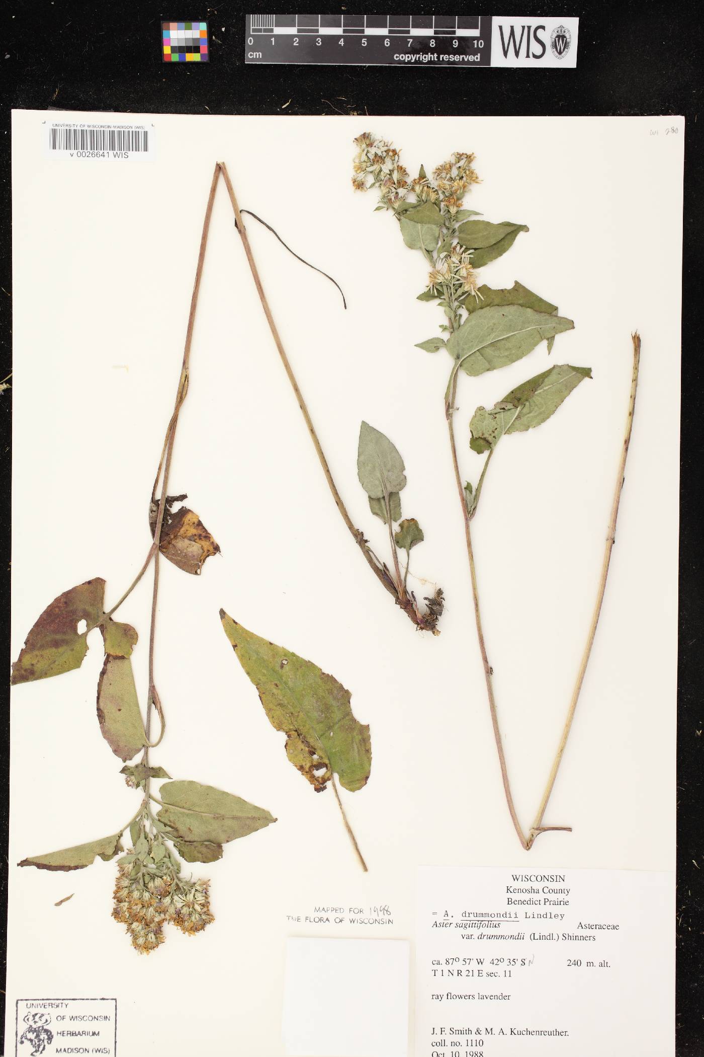 Symphyotrichum drummondii var. drummondii image
