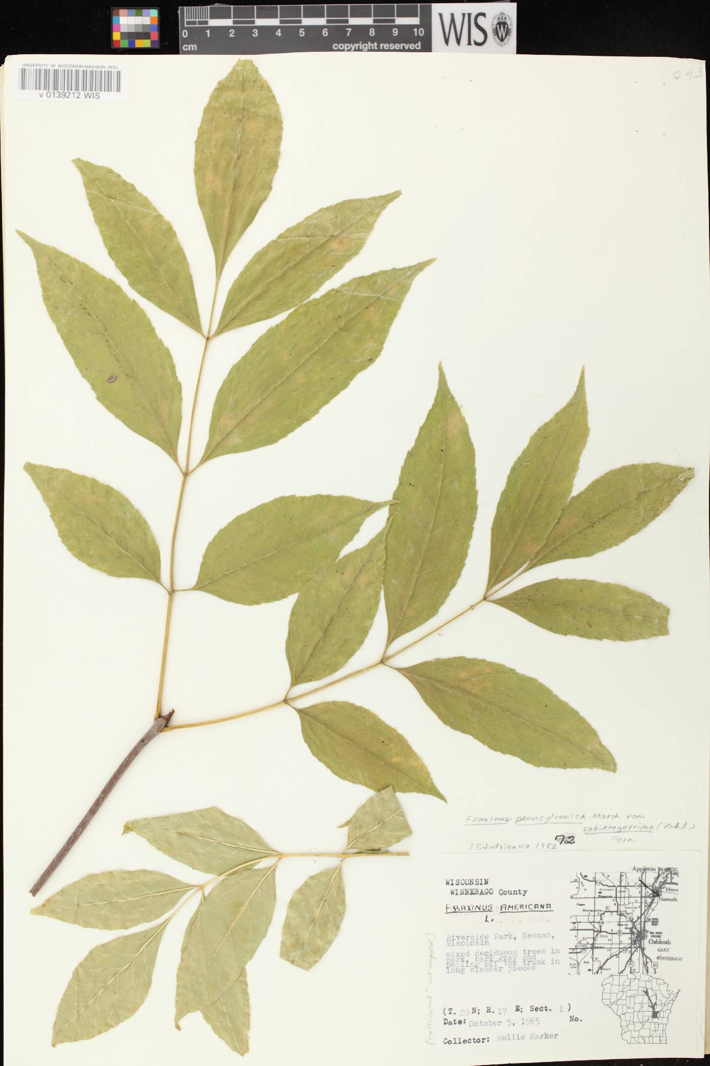 Fraxinus pennsylvanica image