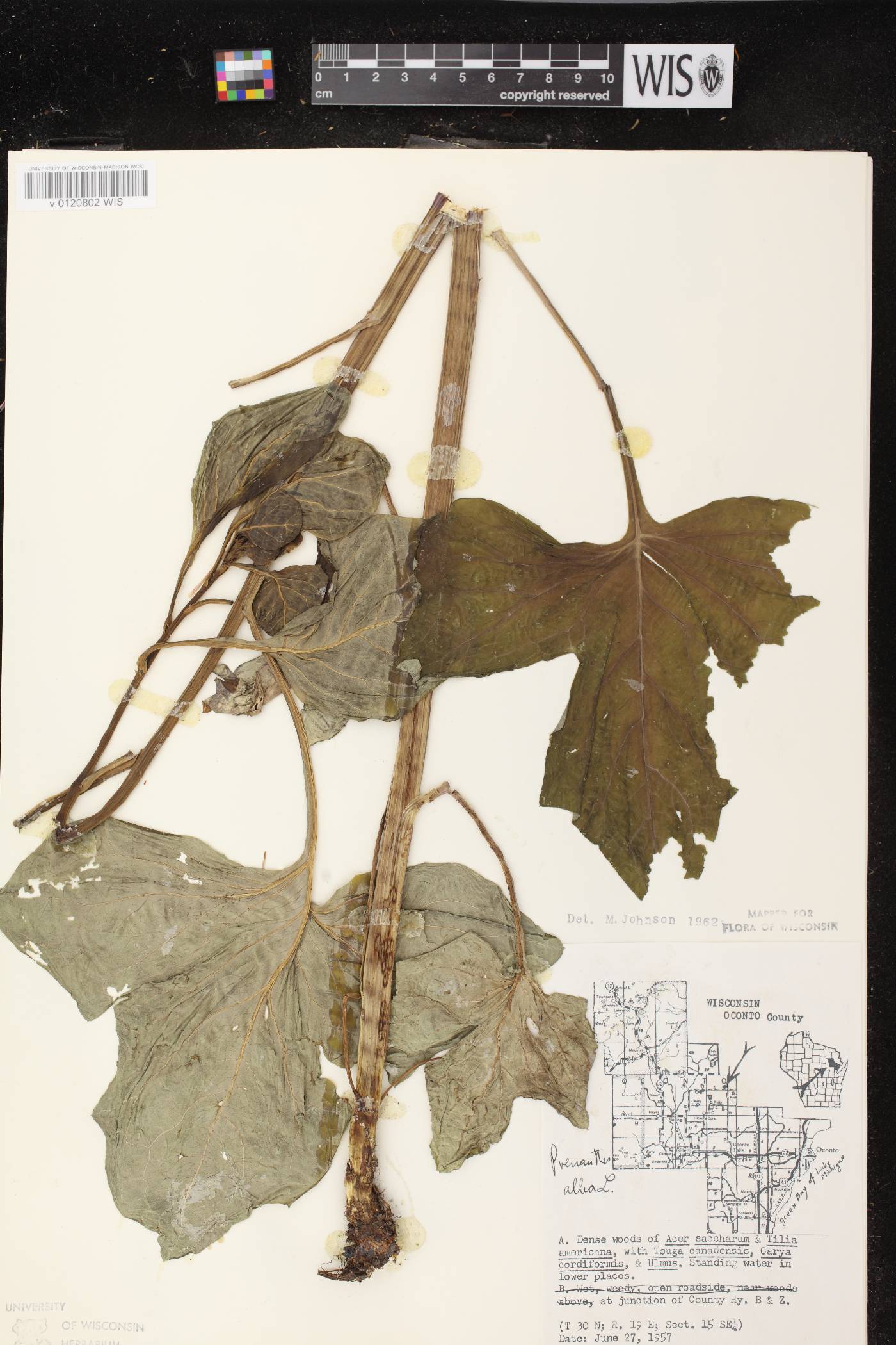 Prenanthes alba image
