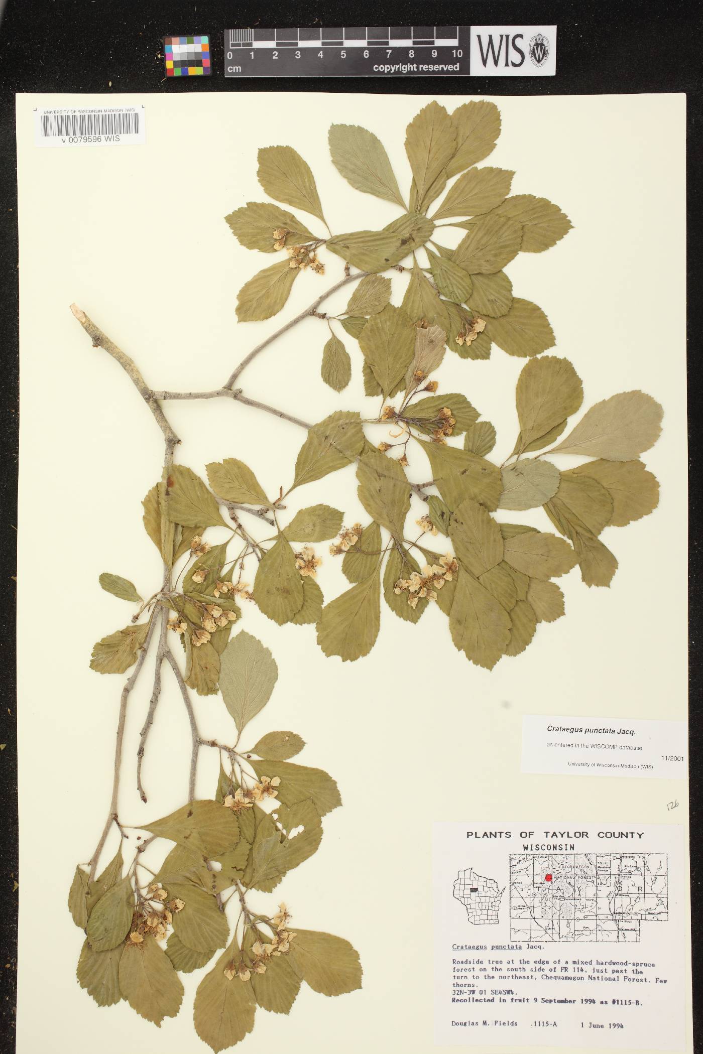 Crataegus punctata image