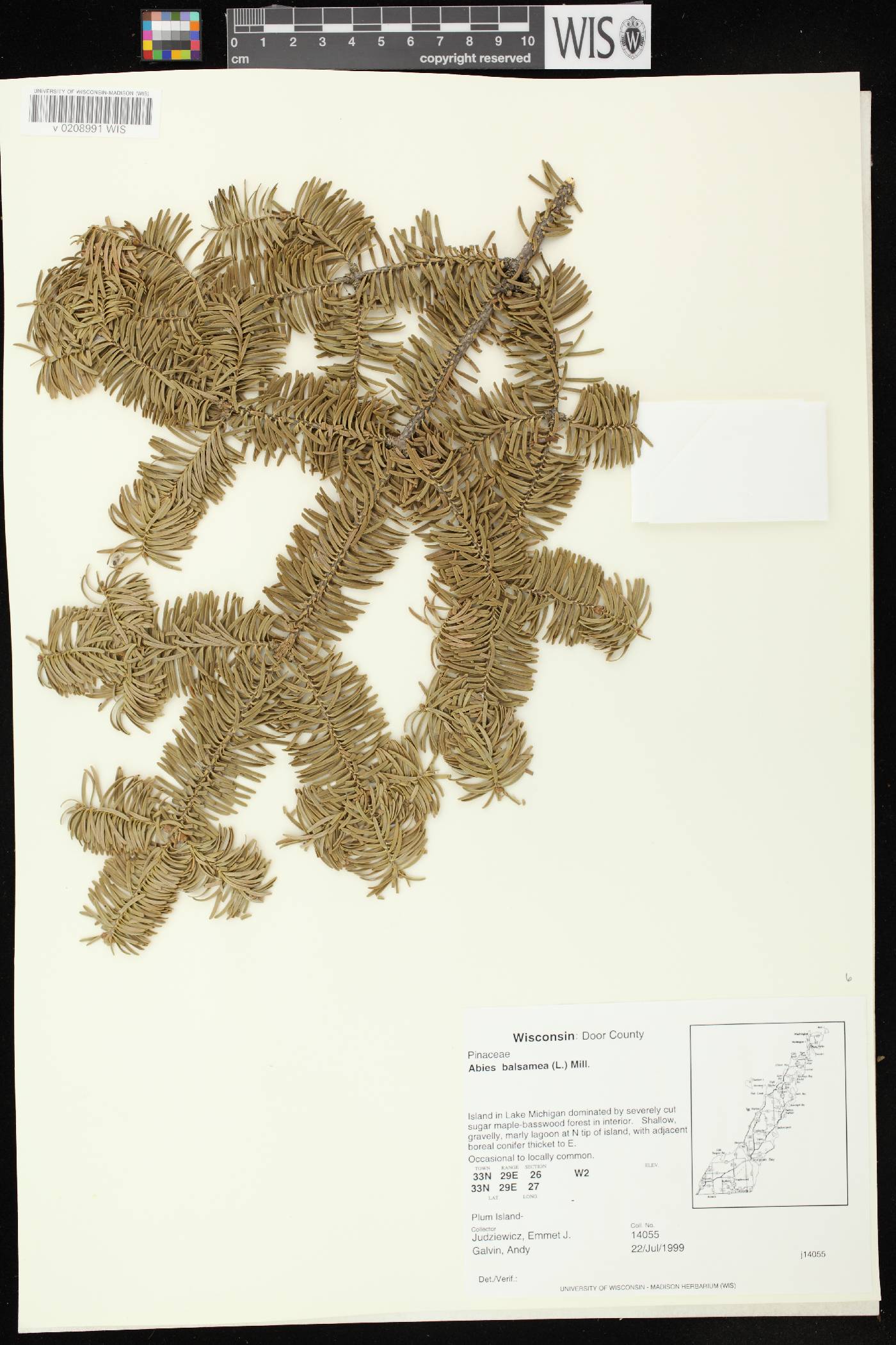 Abies balsamea image