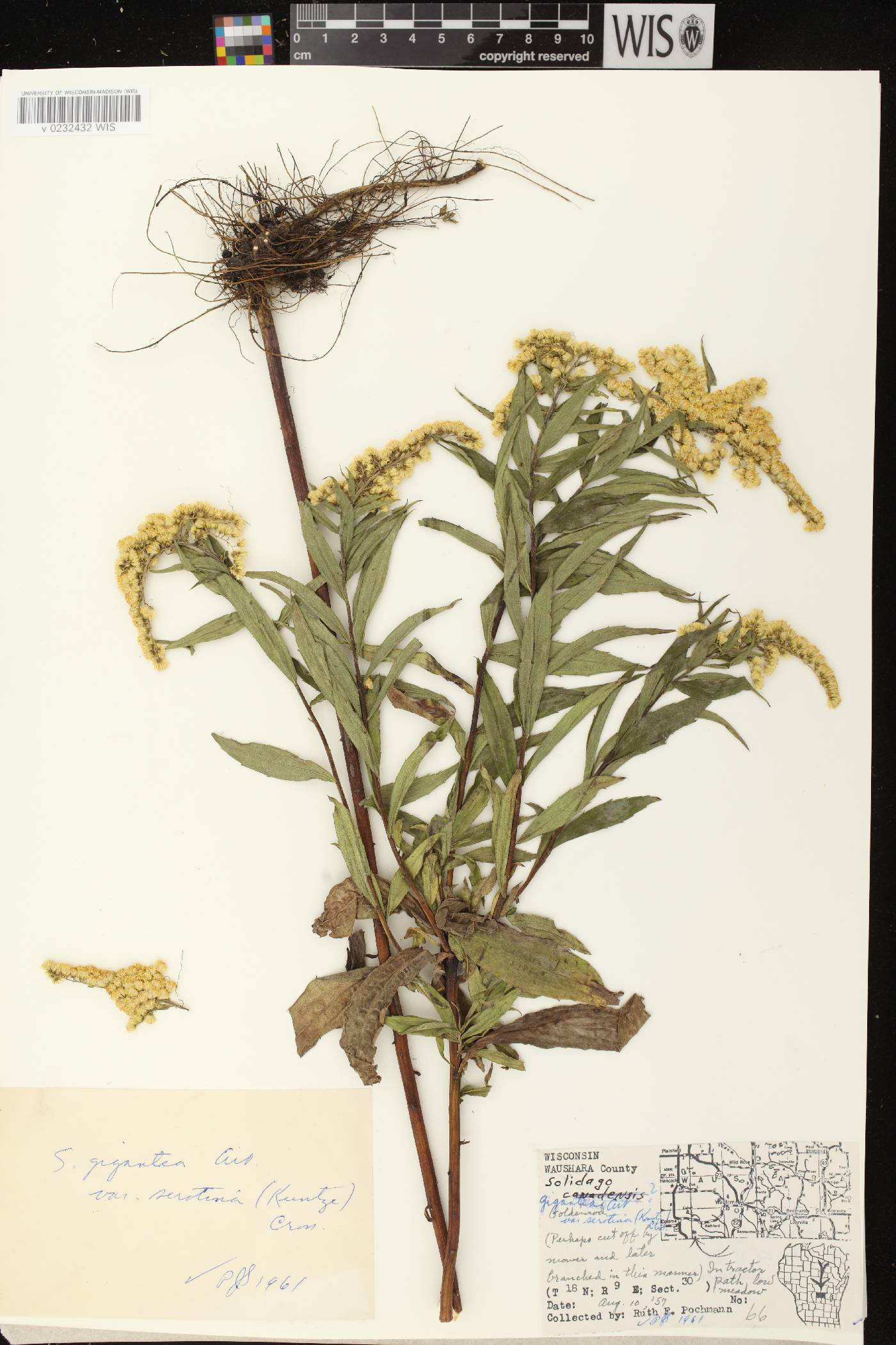 Solidago gigantea image