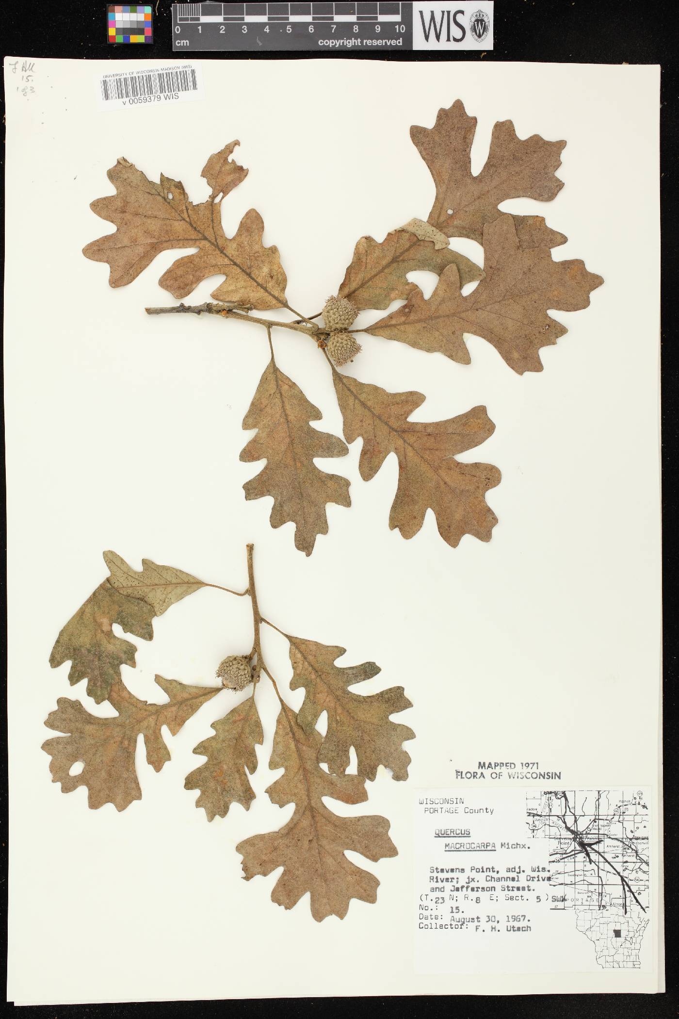 Quercus macrocarpa image
