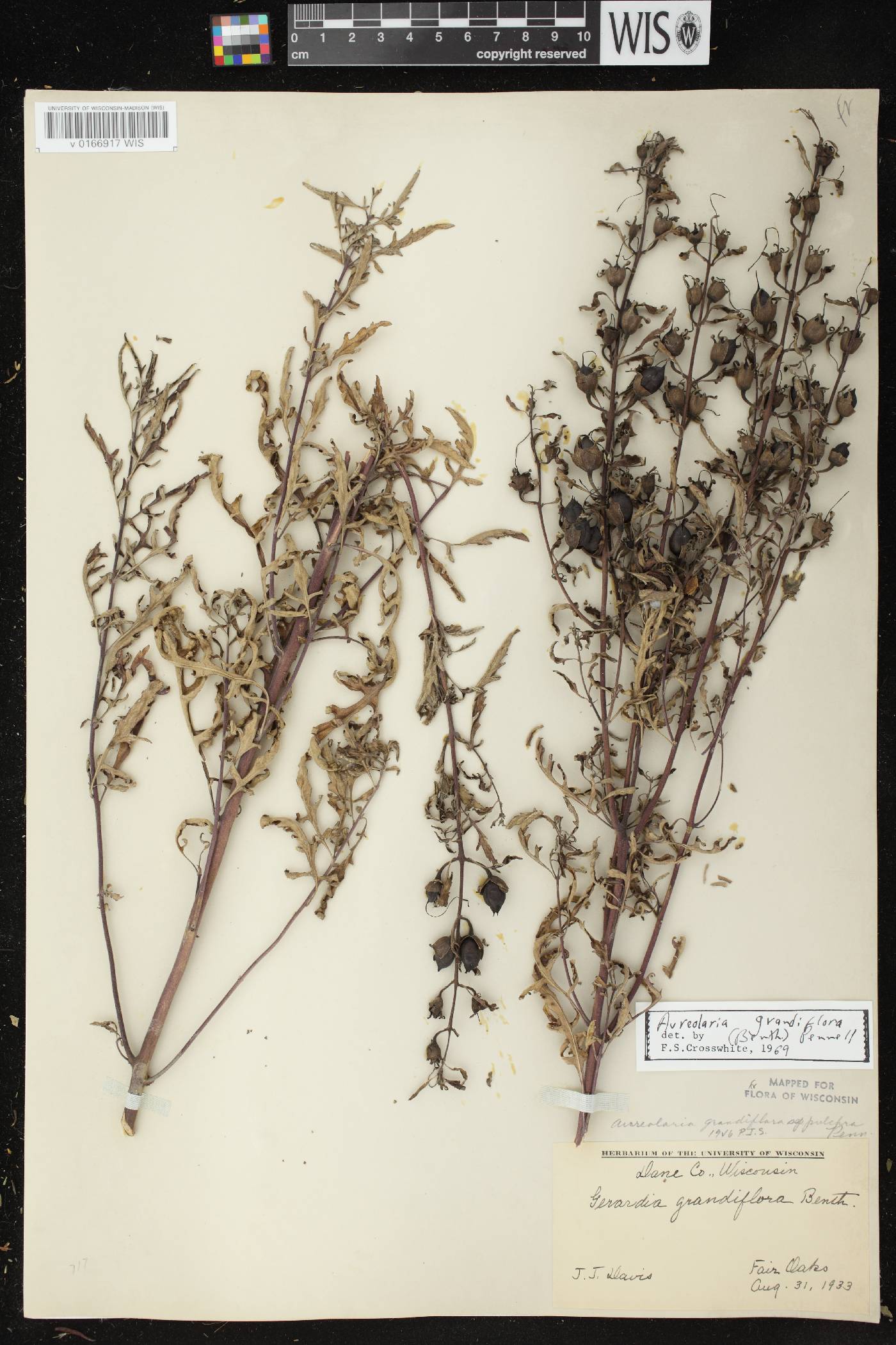 Aureolaria grandiflora var. pulchra image