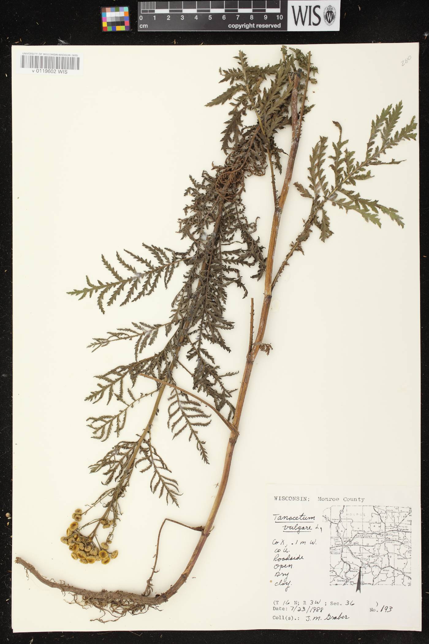 Tanacetum vulgare image