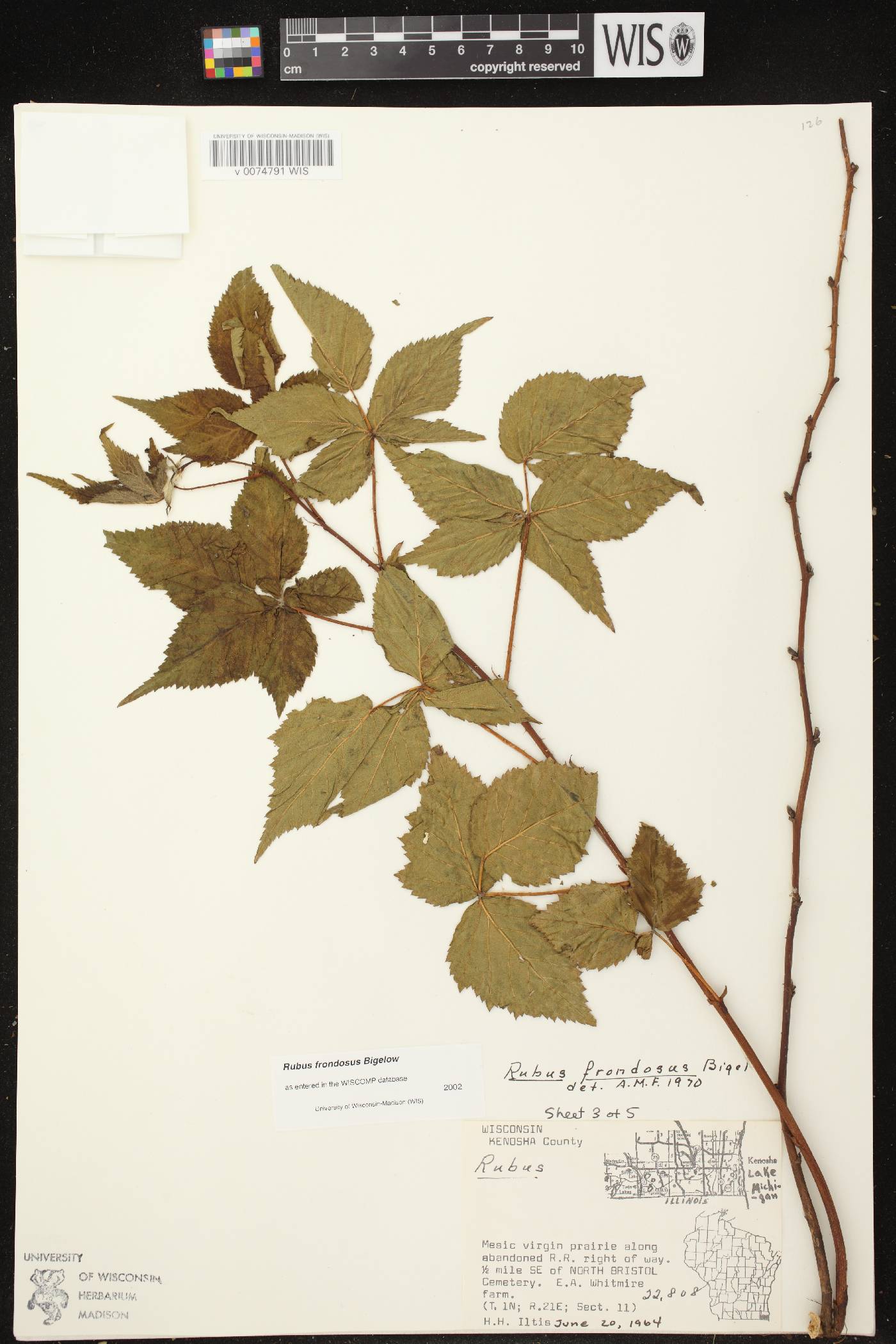 Rubus pensilvanicus image