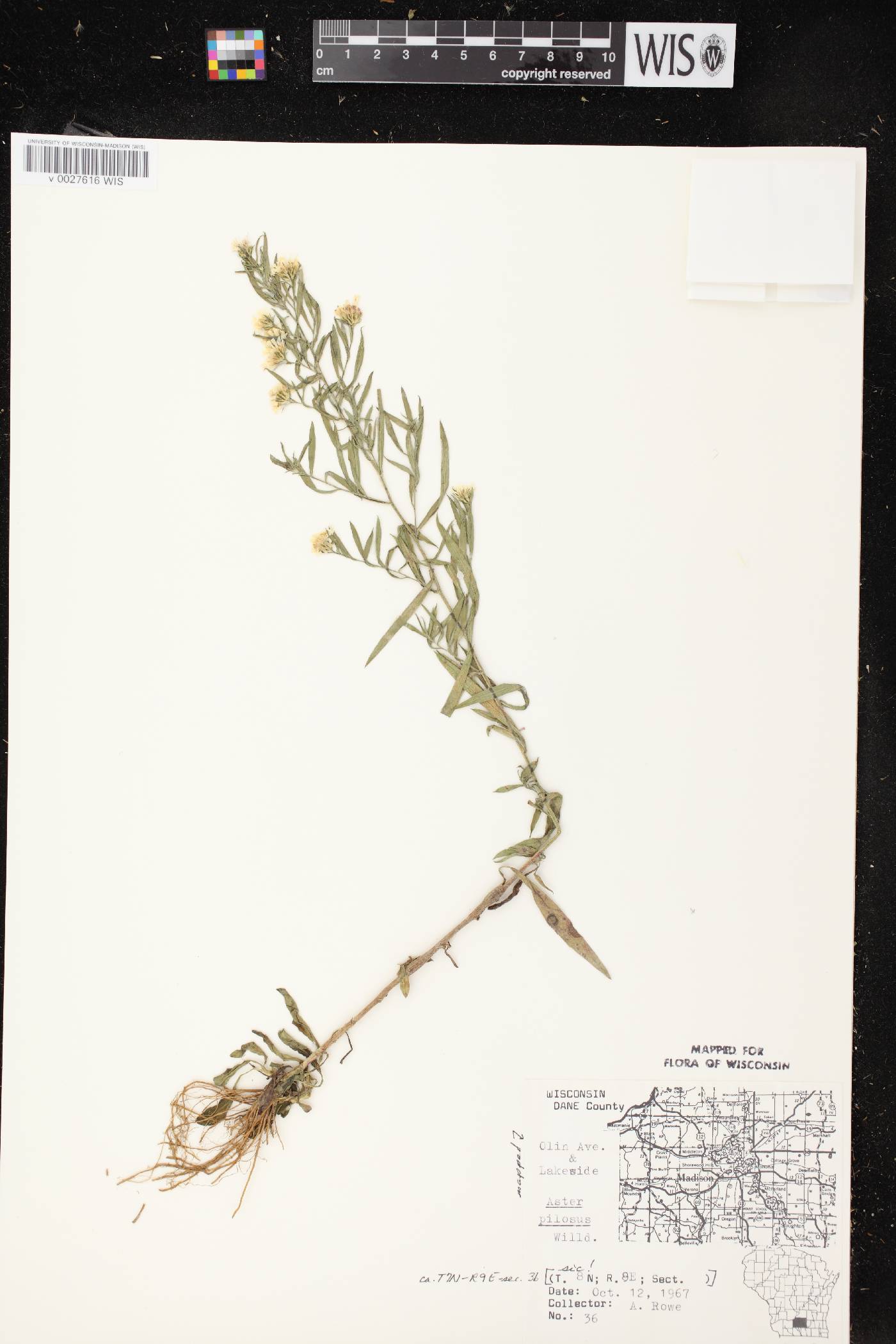 Symphyotrichum pilosum image