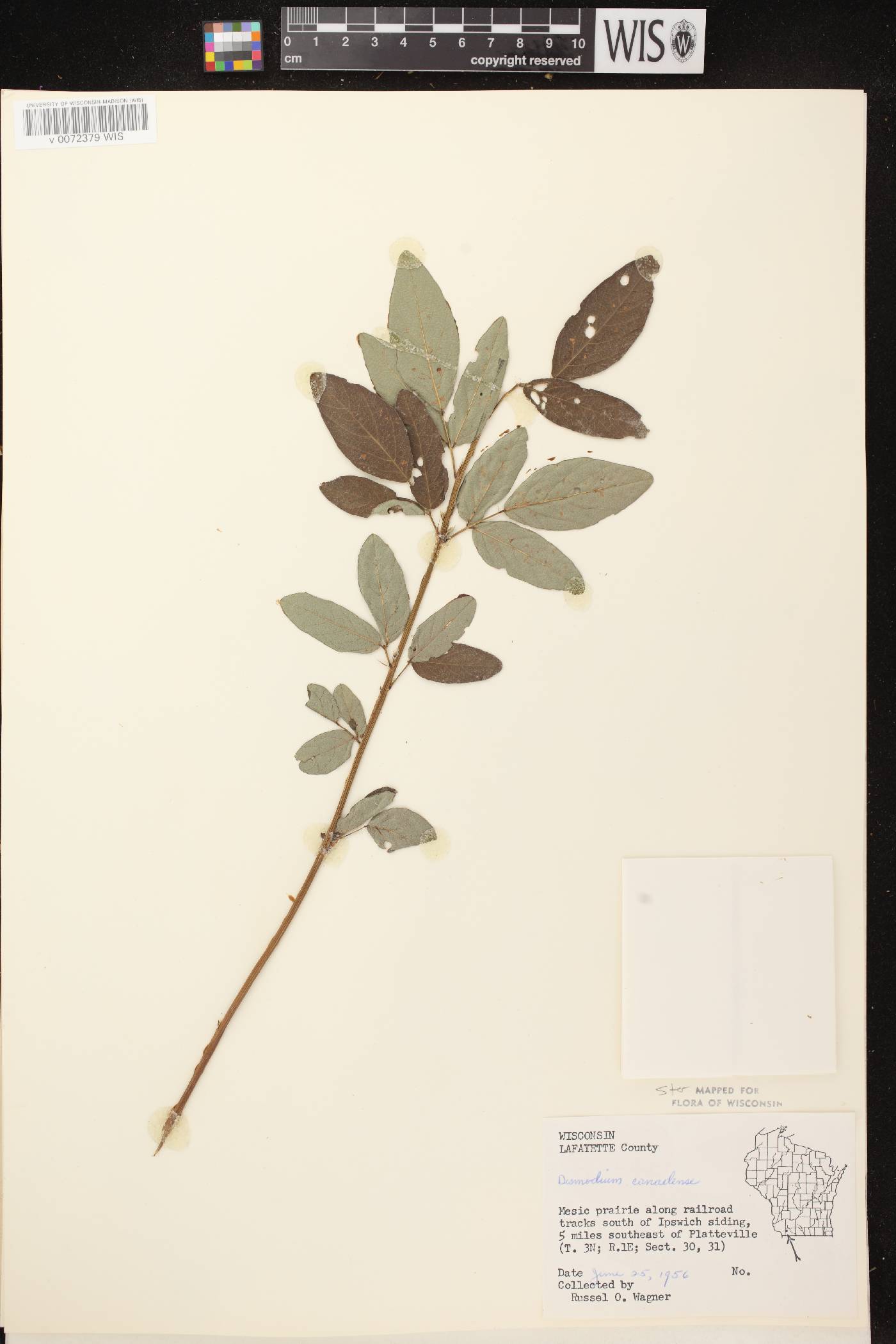 Desmodium canadense image