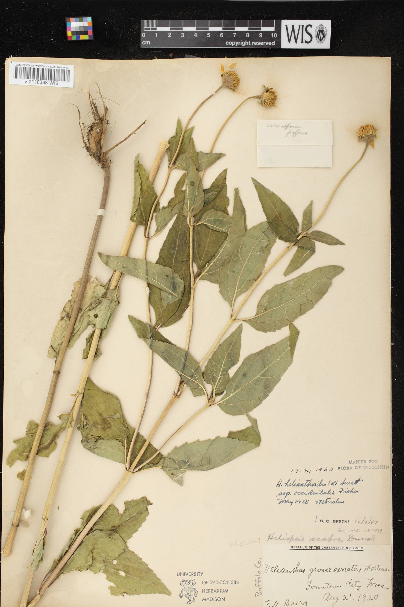 Heliopsis helianthoides image