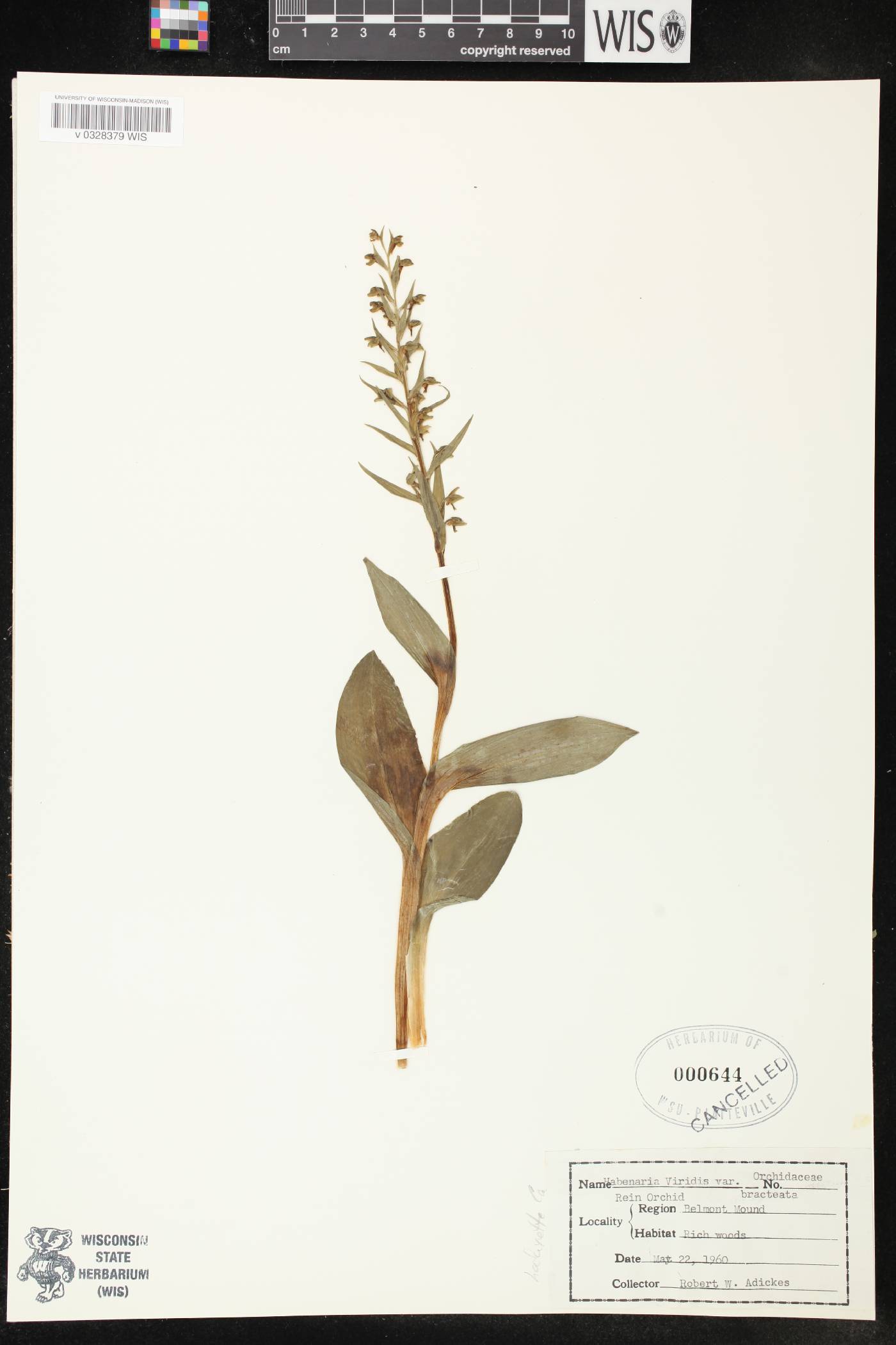 Coeloglossum viride var. virescens image