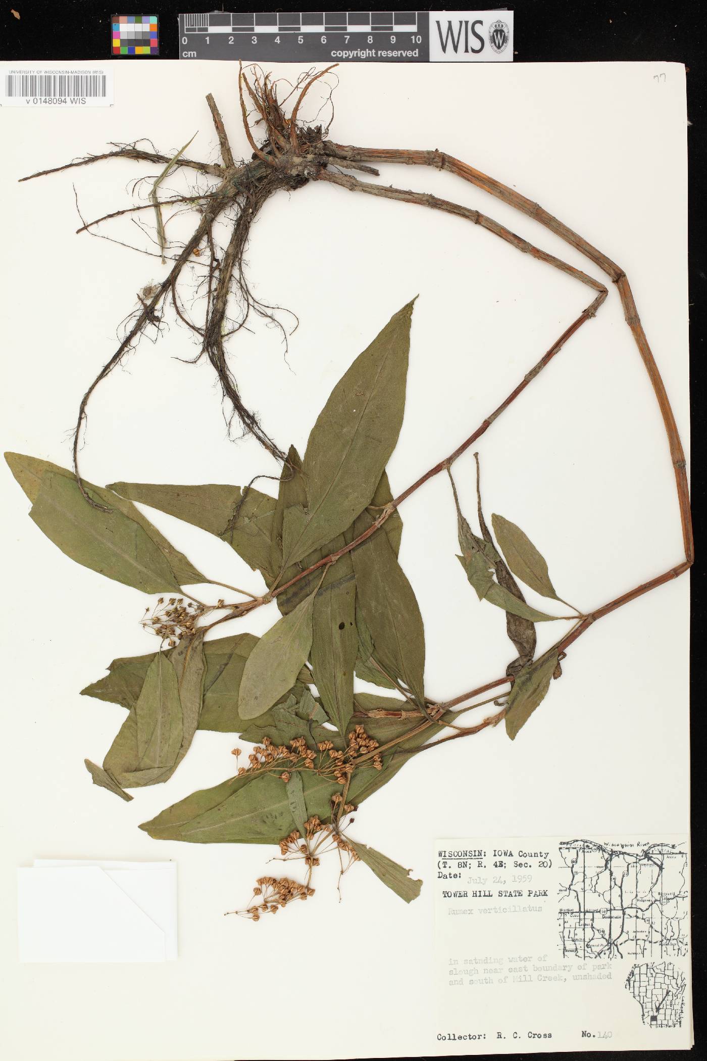 Rumex verticillatus image