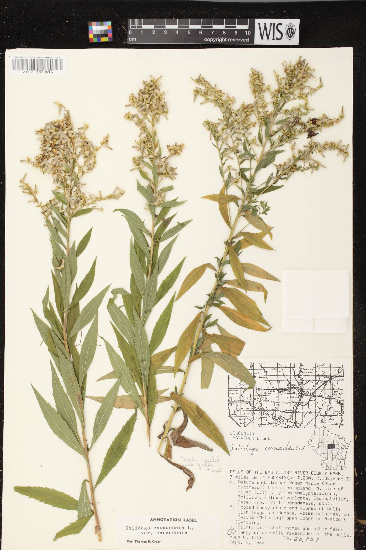 Solidago canadensis var. canadensis image