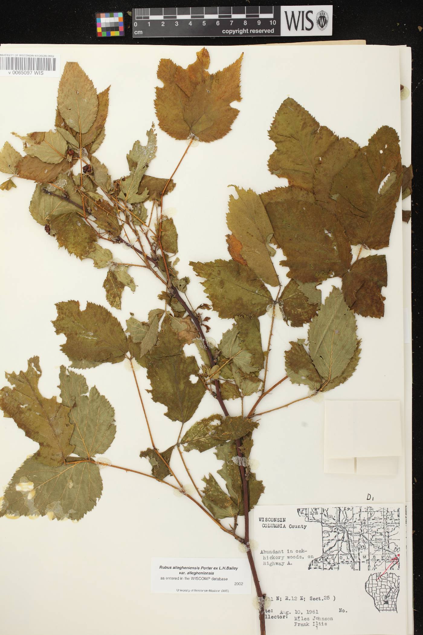 Rubus allegheniensis image