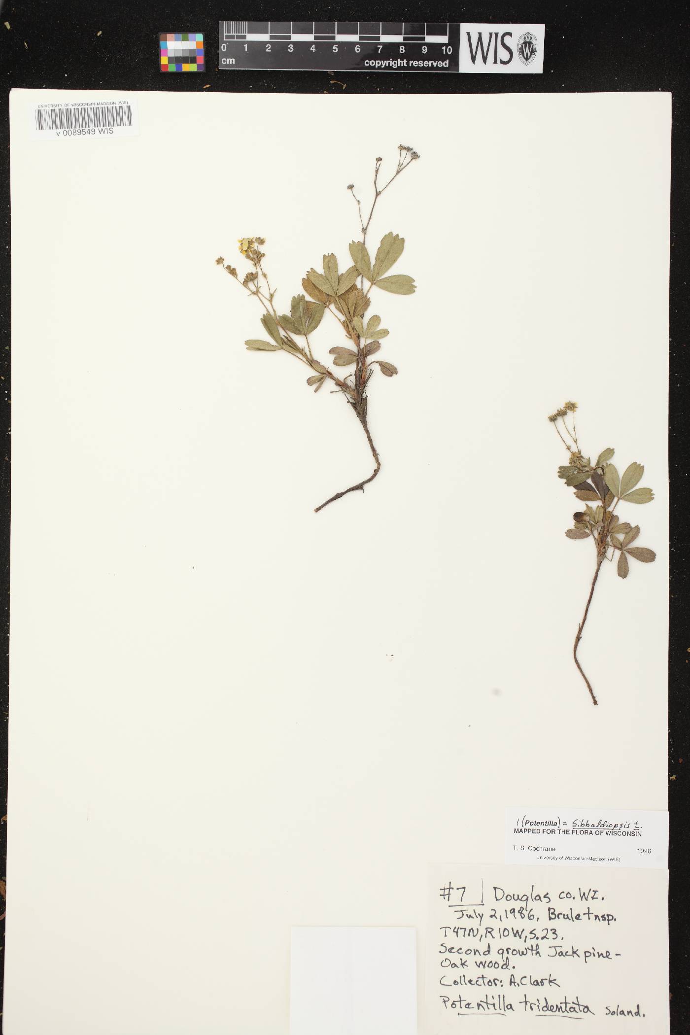 Sibbaldiopsis tridentata image