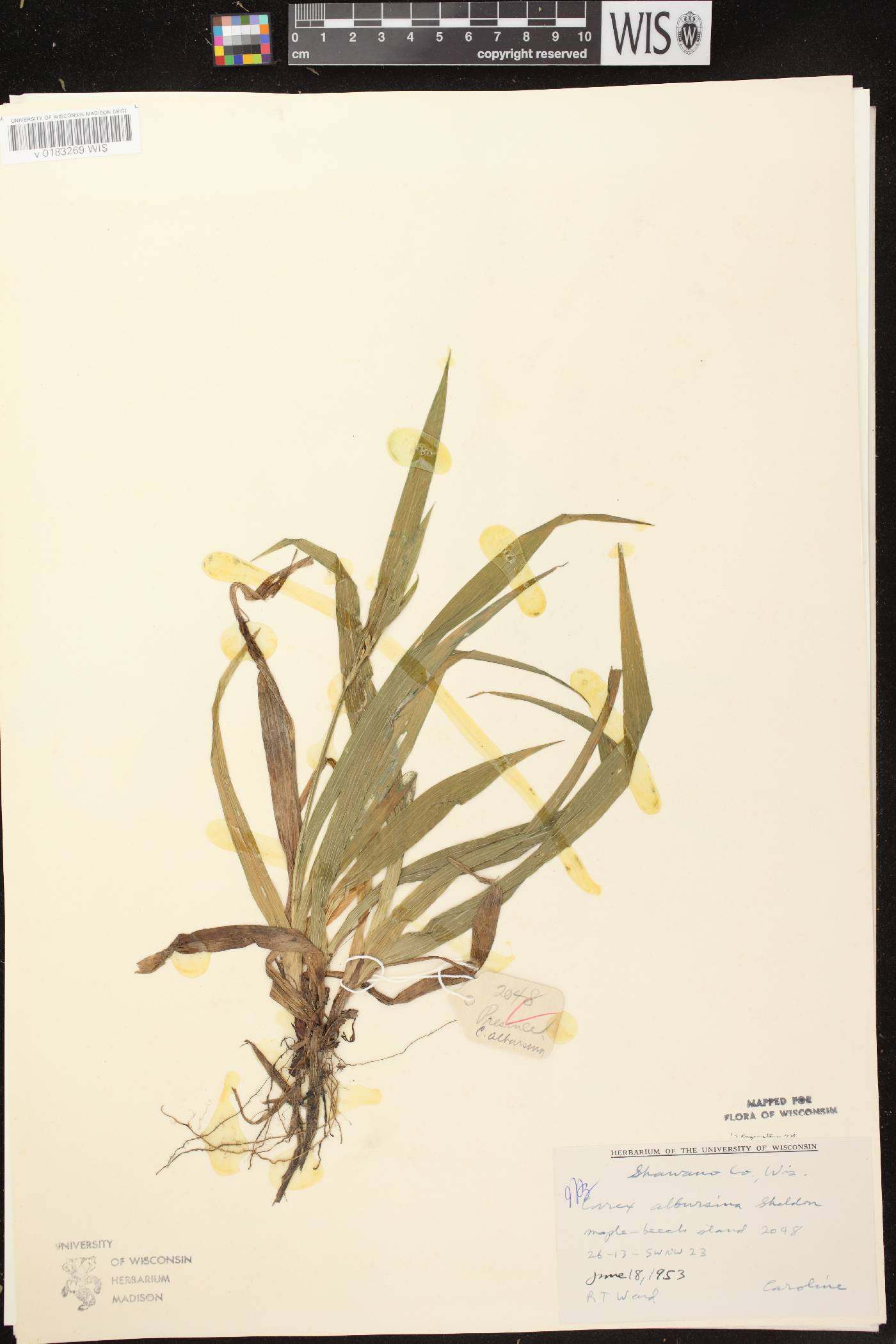 Carex albursina image