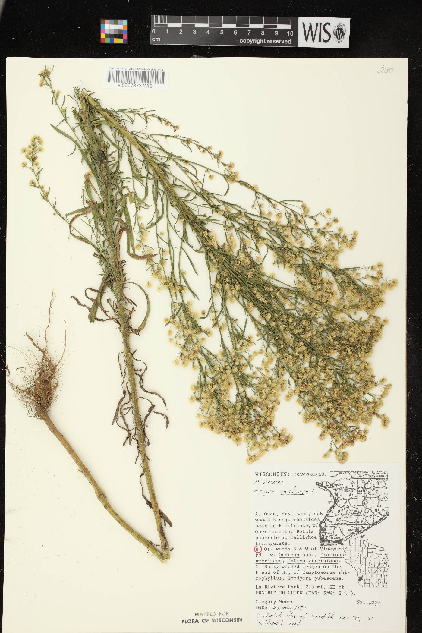Conyza canadensis image