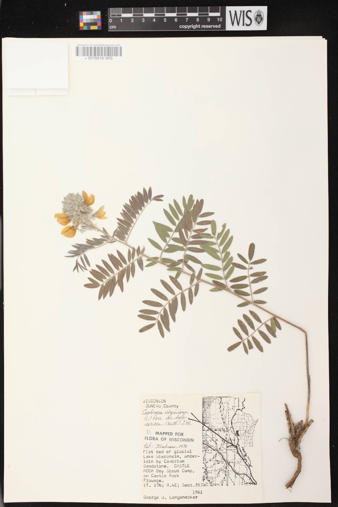 Tephrosia virginiana image