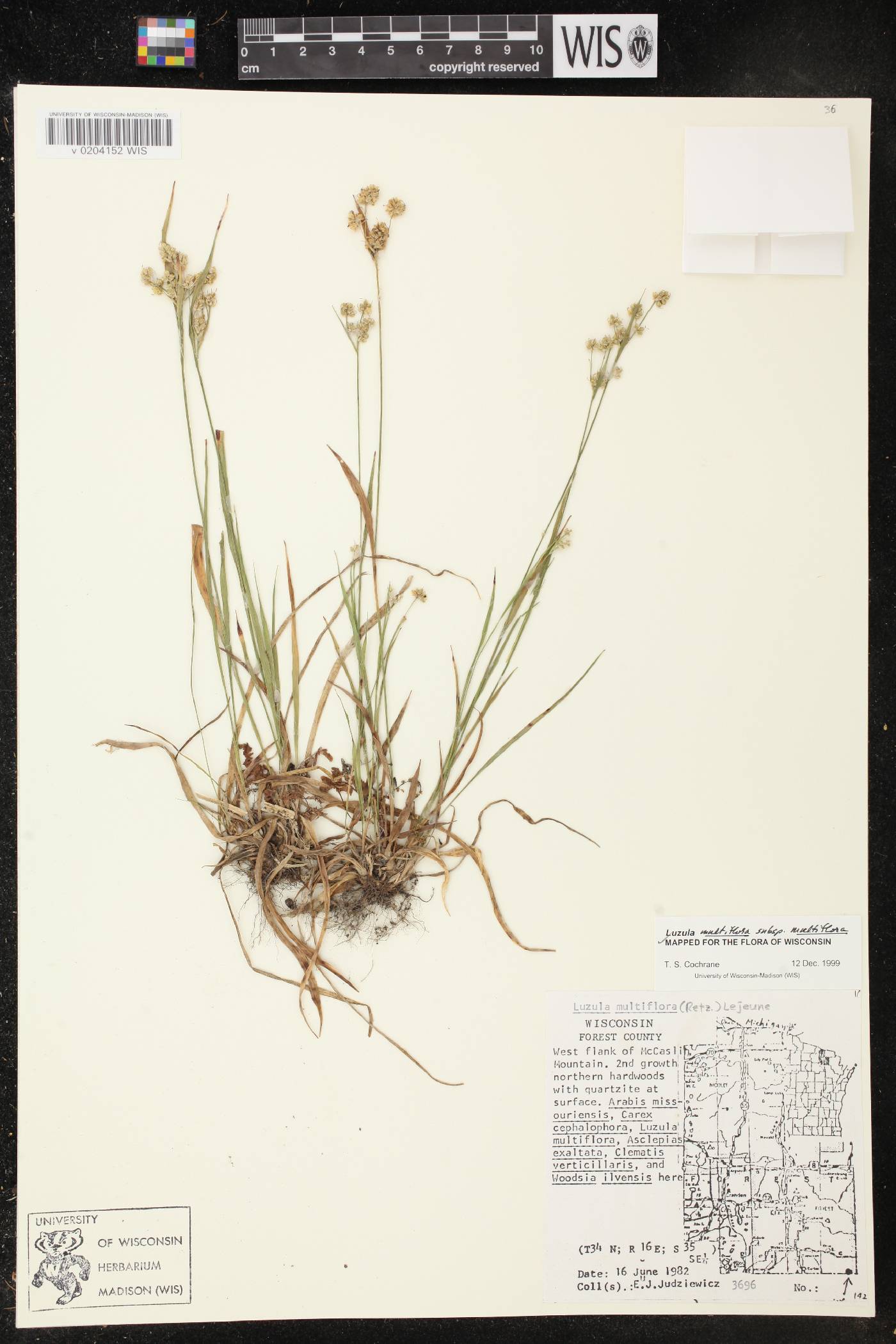 Luzula multiflora image