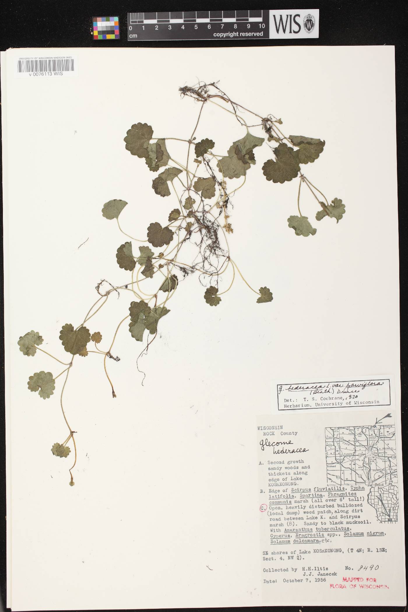 Glechoma hederacea image