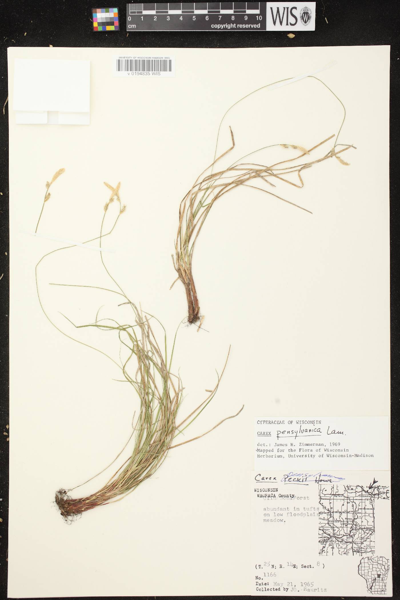 Carex pensylvanica image