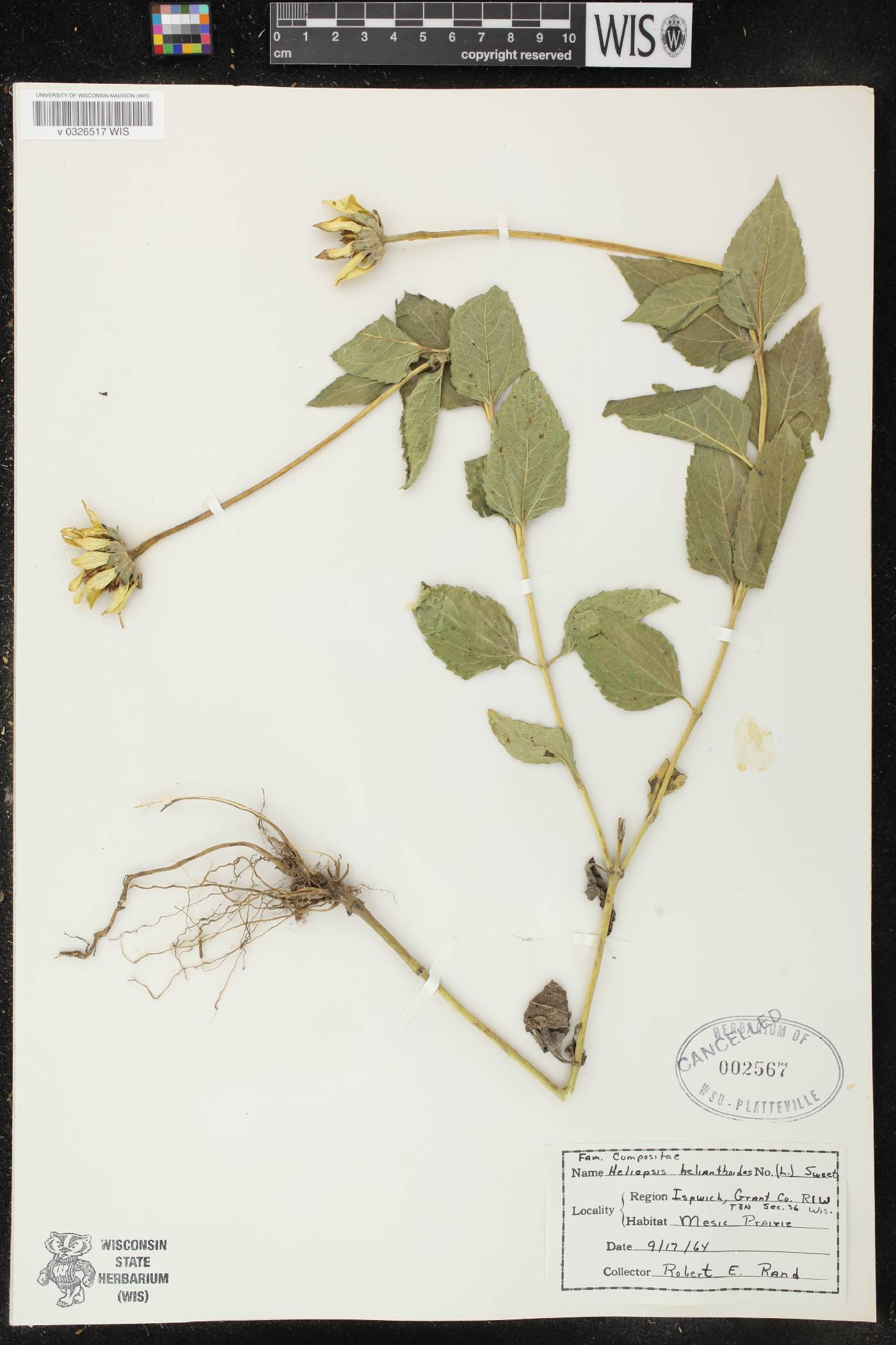 Heliopsis helianthoides image