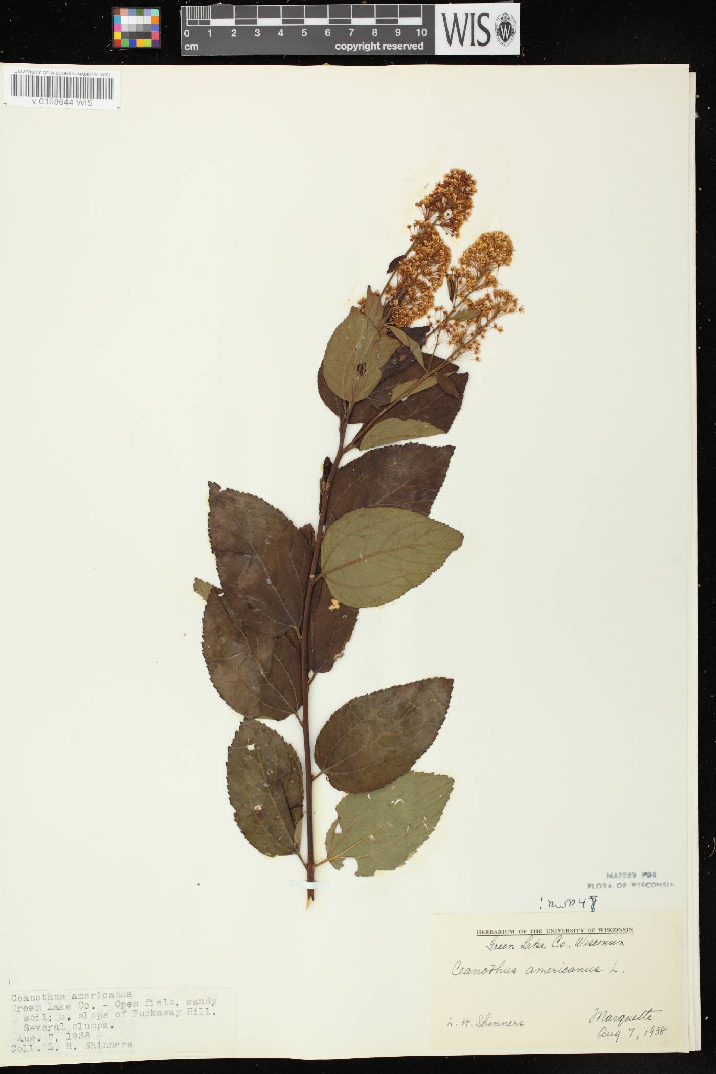 Ceanothus americanus image