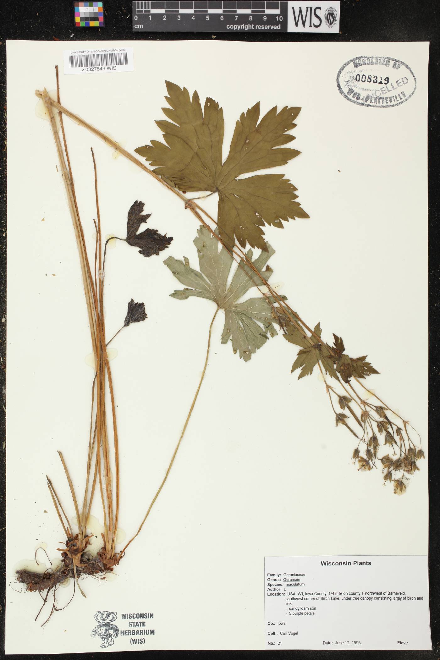 Geranium maculatum image