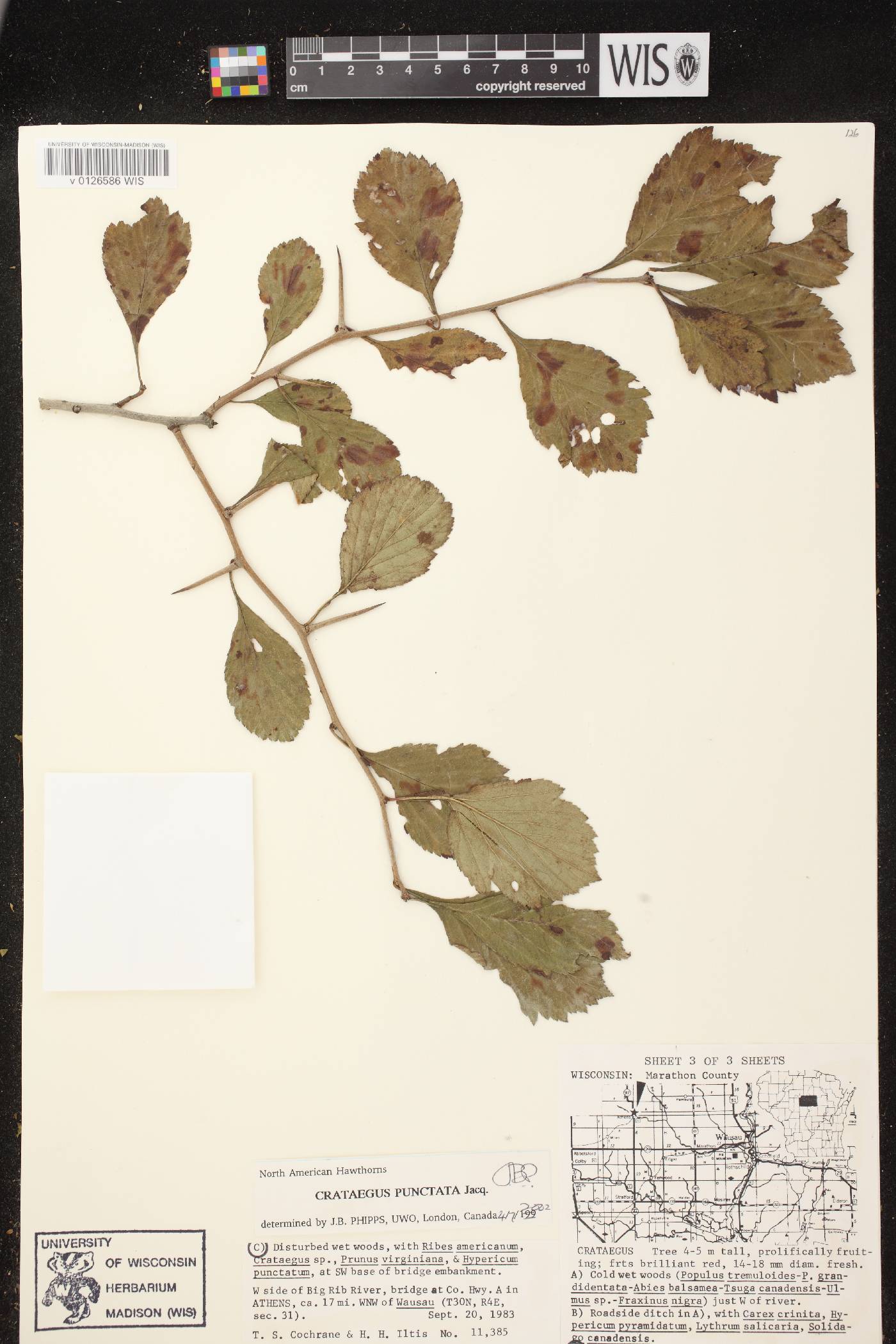 Crataegus punctata image