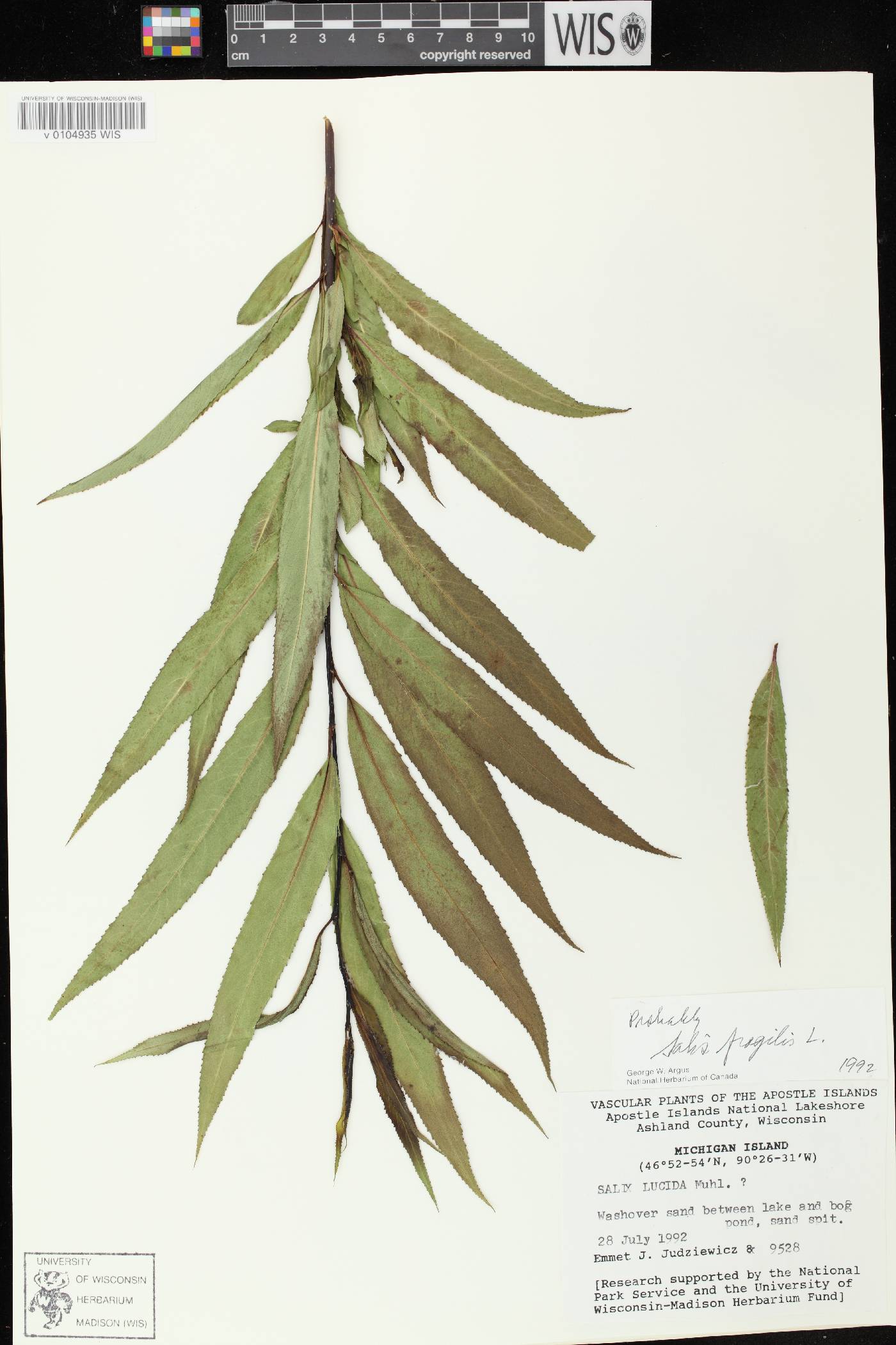 Salix x fragilis image