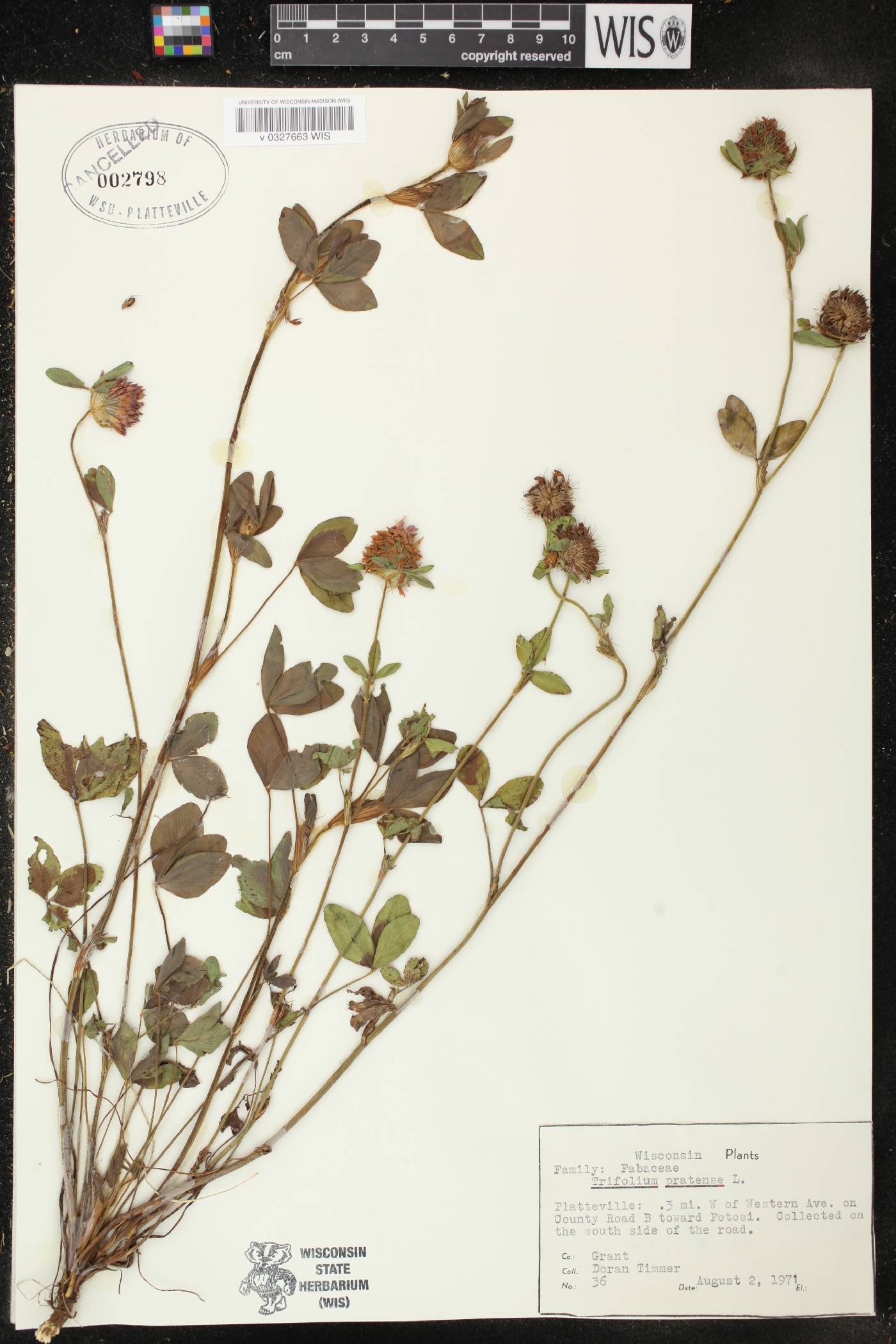 Trifolium pratense image