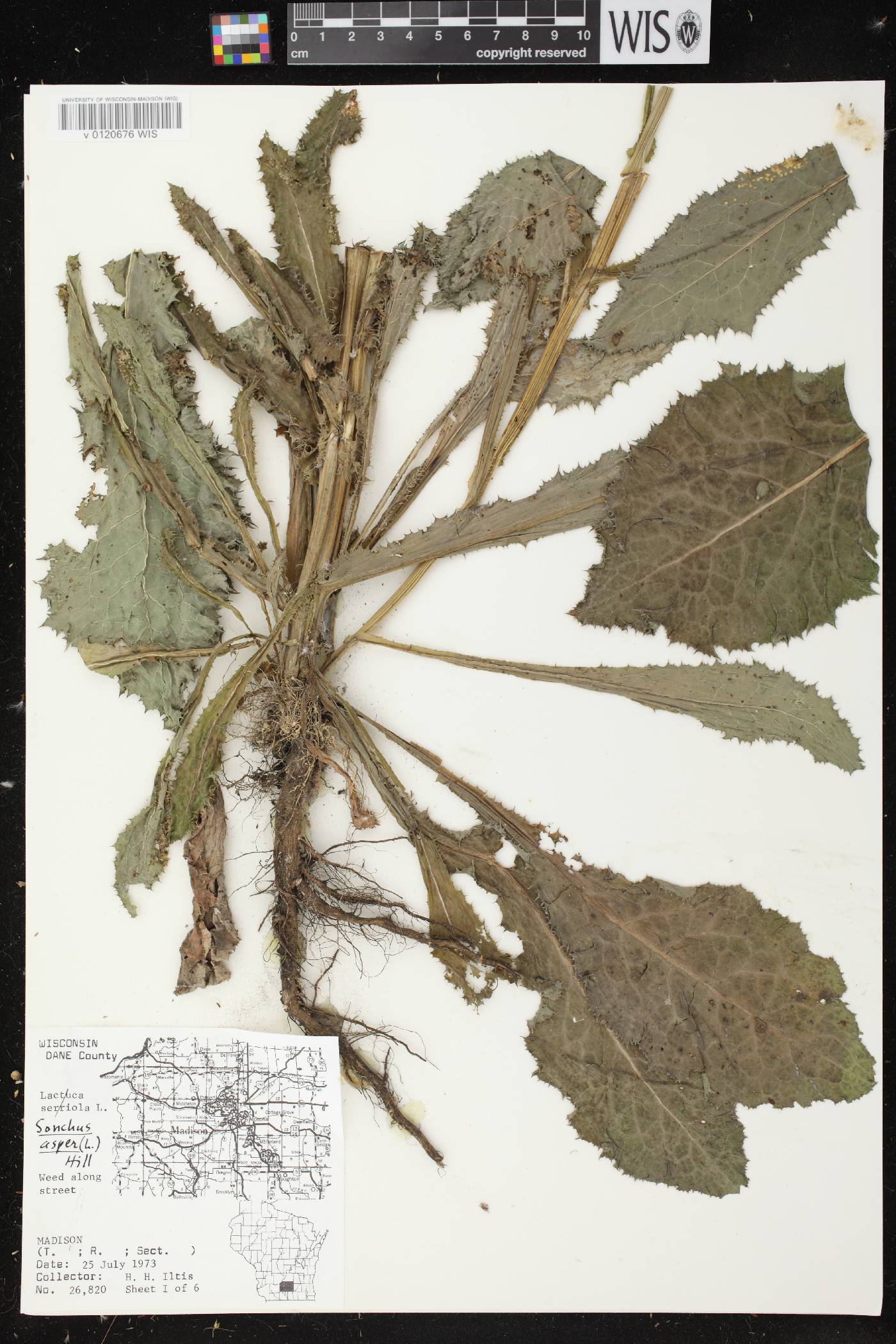 Sonchus asper image