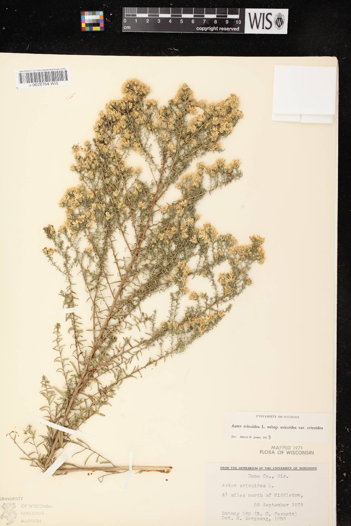 Symphyotrichum ericoides image