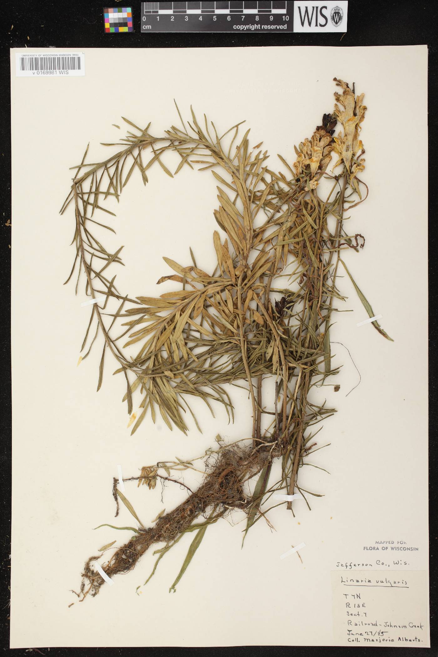 Linaria vulgaris image