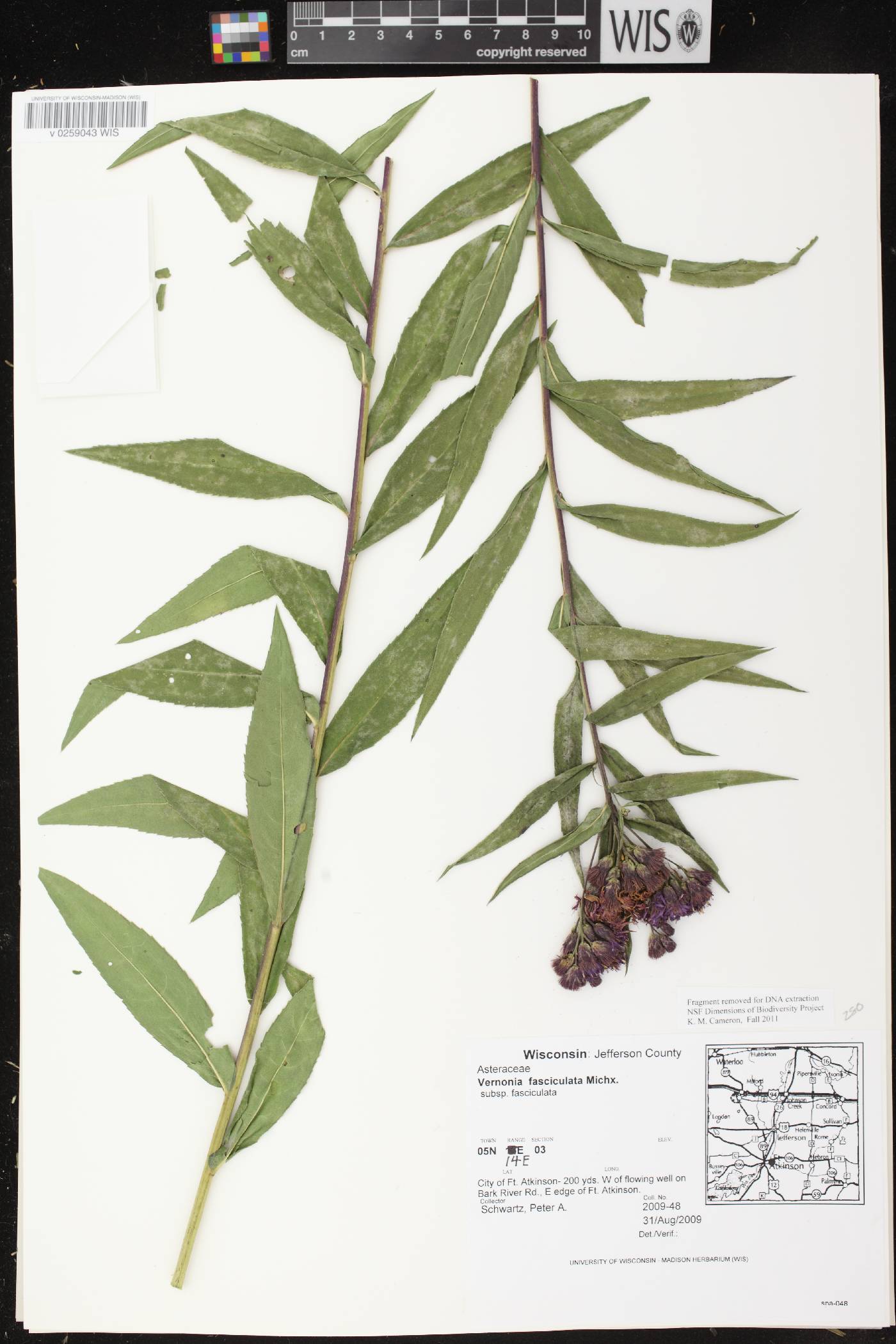Vernonia fasciculata image