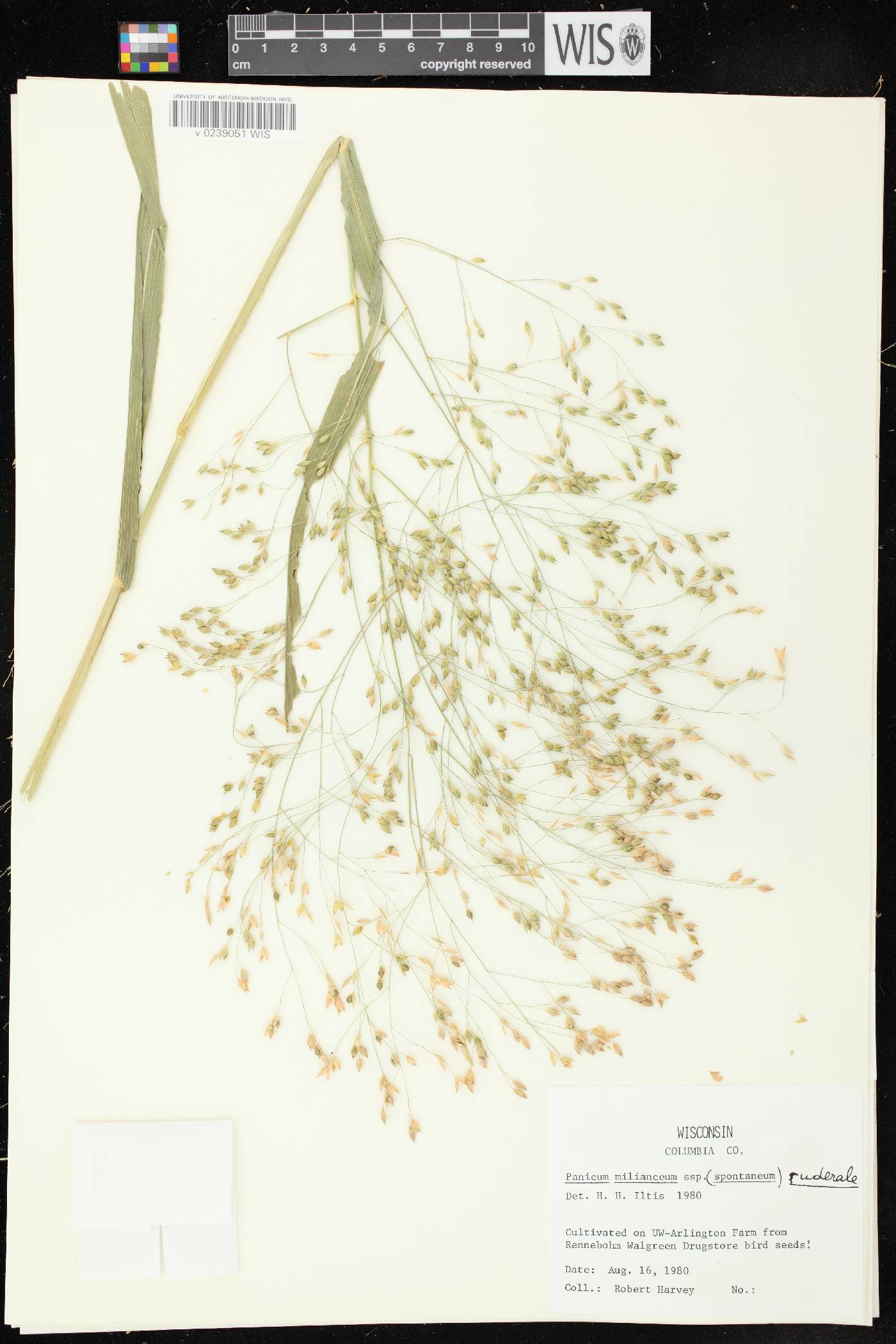 Panicum miliaceum subsp. ruderale image