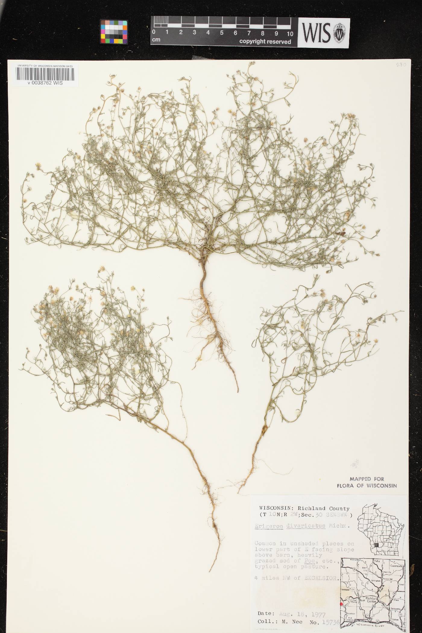 Conyza ramosissima image