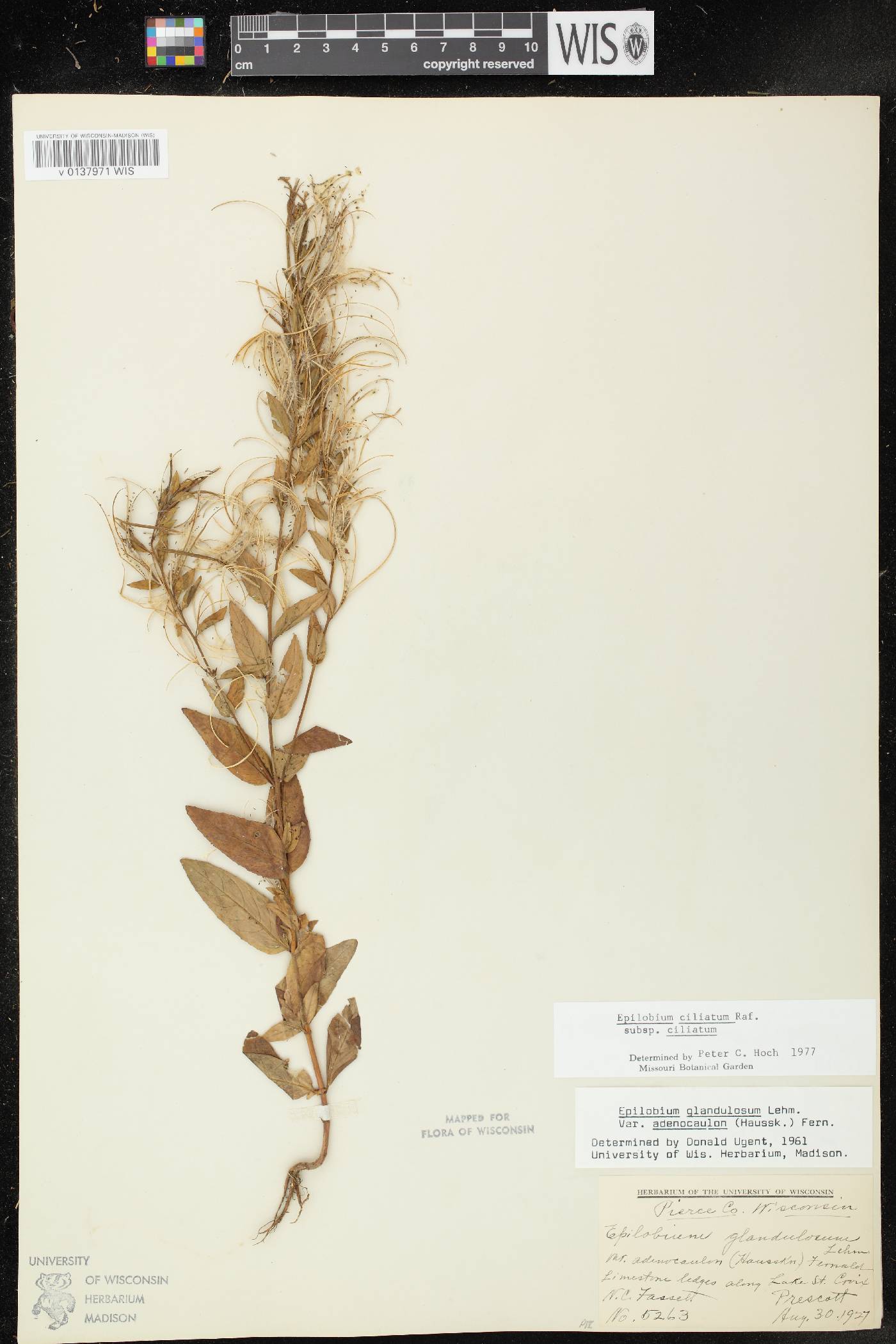 Epilobium ciliatum subsp. ciliatum image
