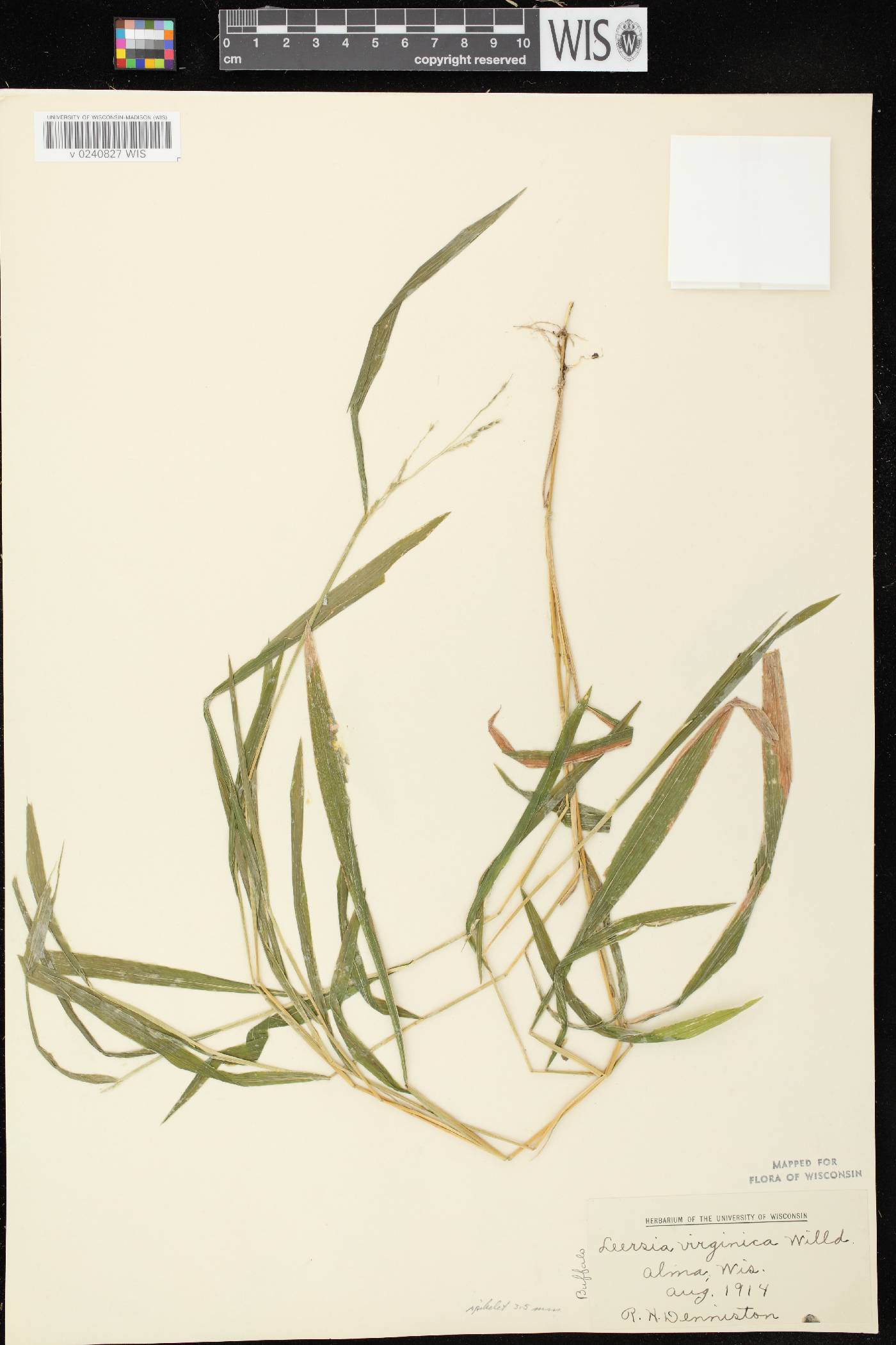 Leersia virginica image