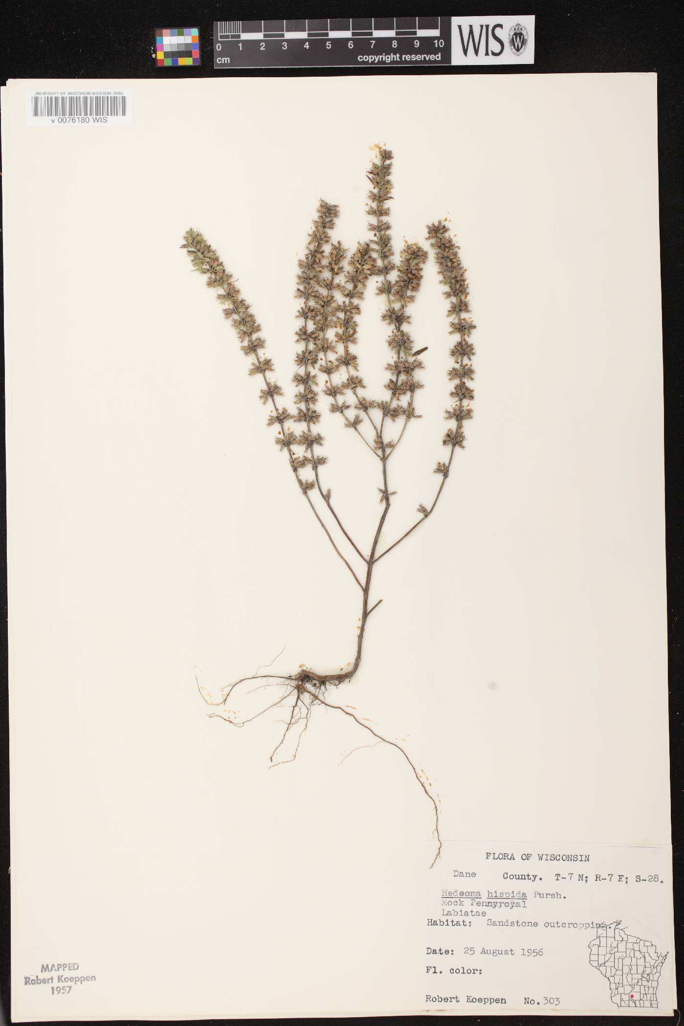 Hedeoma hispida image