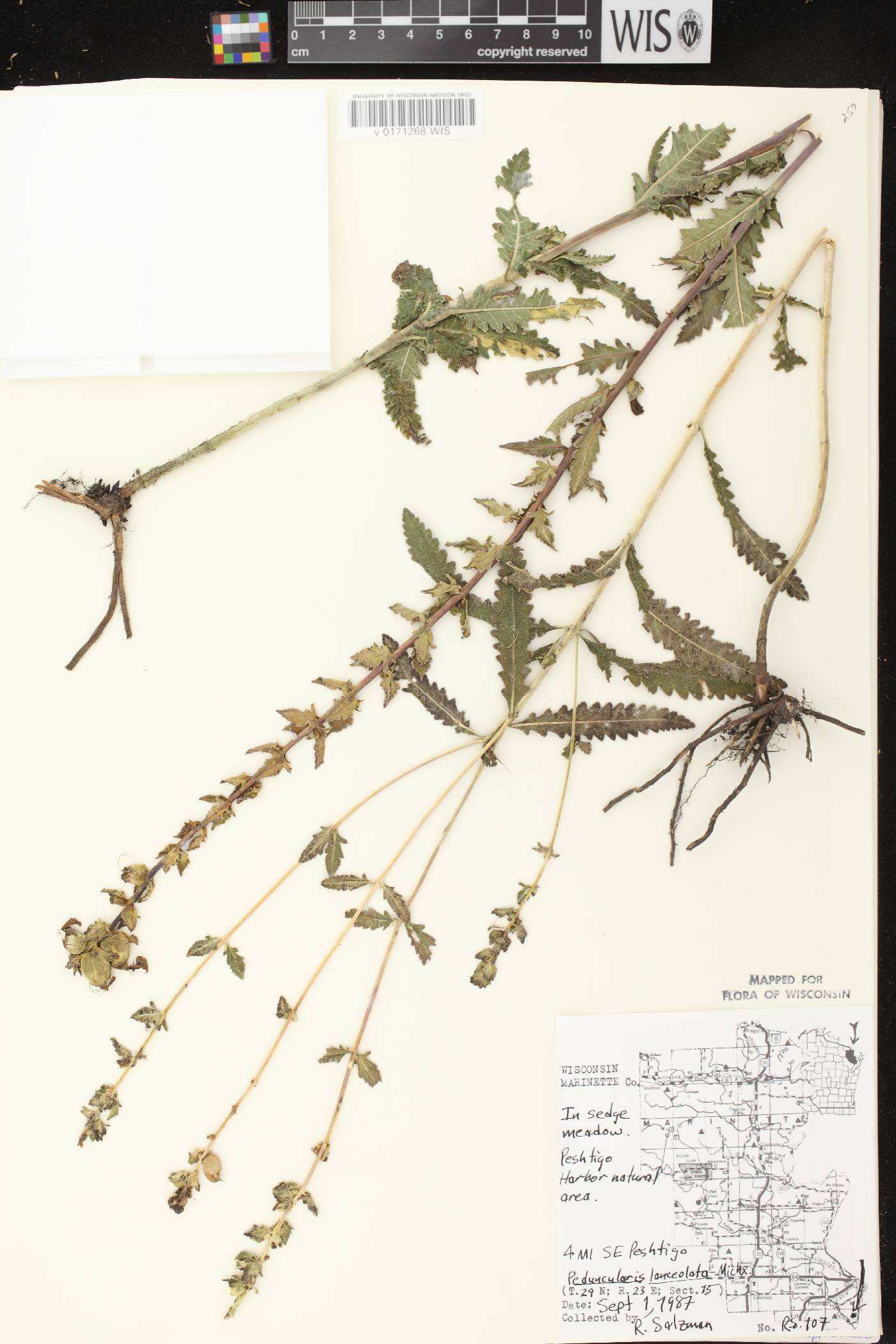 Pedicularis lanceolata image