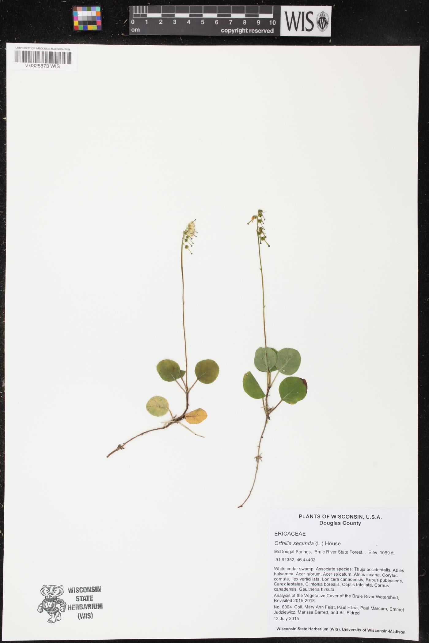 Orthilia secunda image