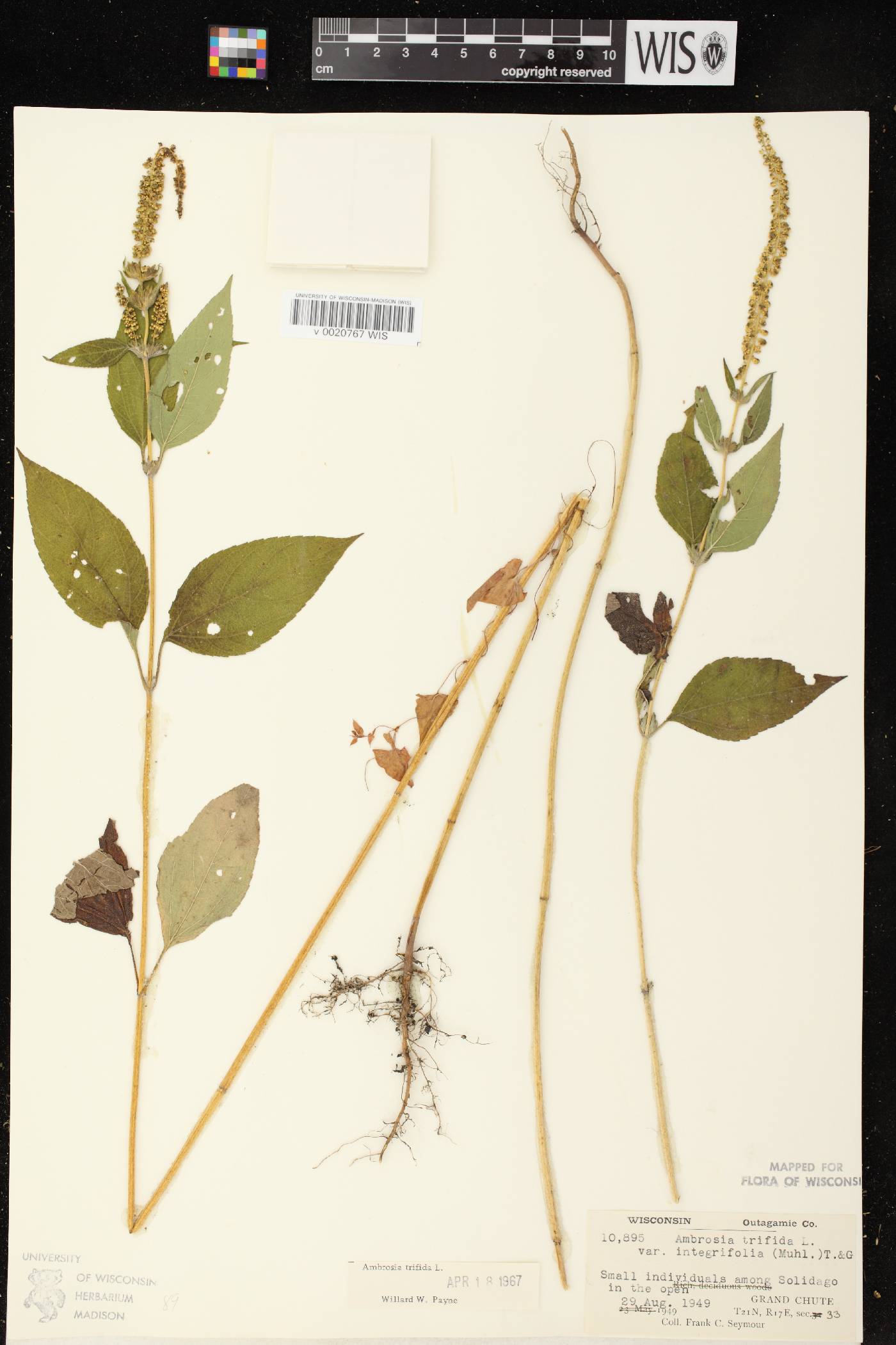 Ambrosia trifida image