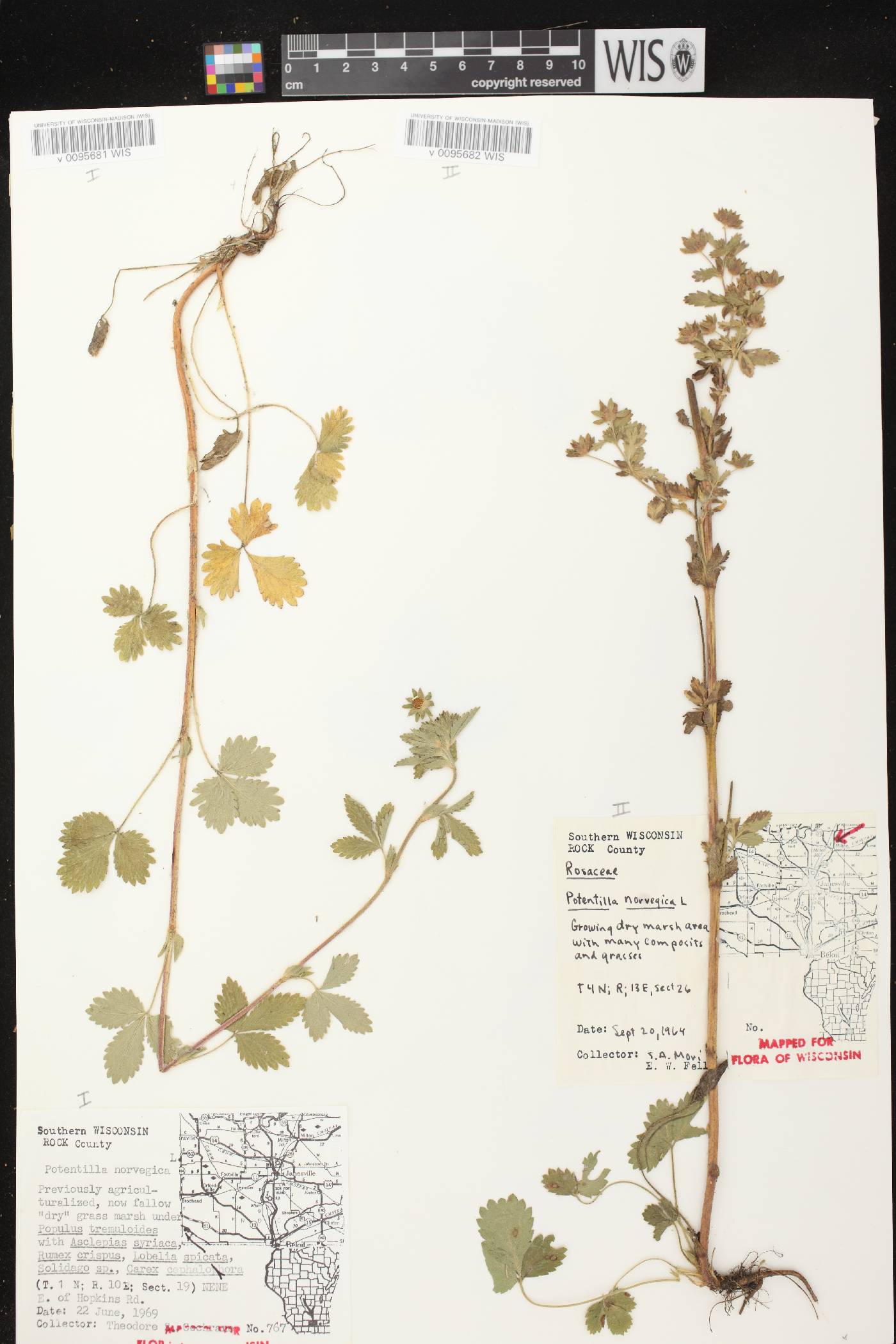 Potentilla norvegica image